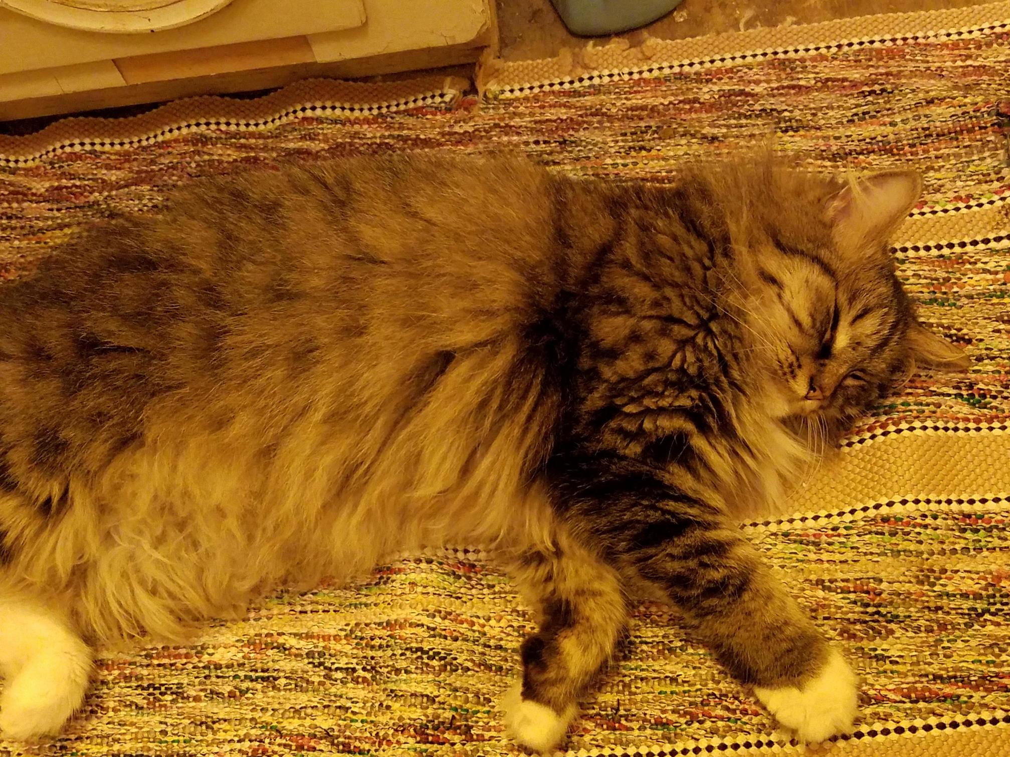 The Regal Floof Queen, Bri, Must Always Follow the Human Into the Bathroom. Because Reasons.