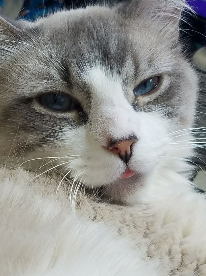 The Sleepiest Blep