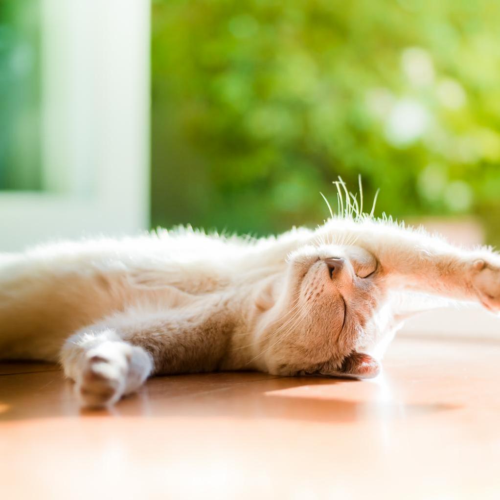 The Sweetest of Dreams.(cat)