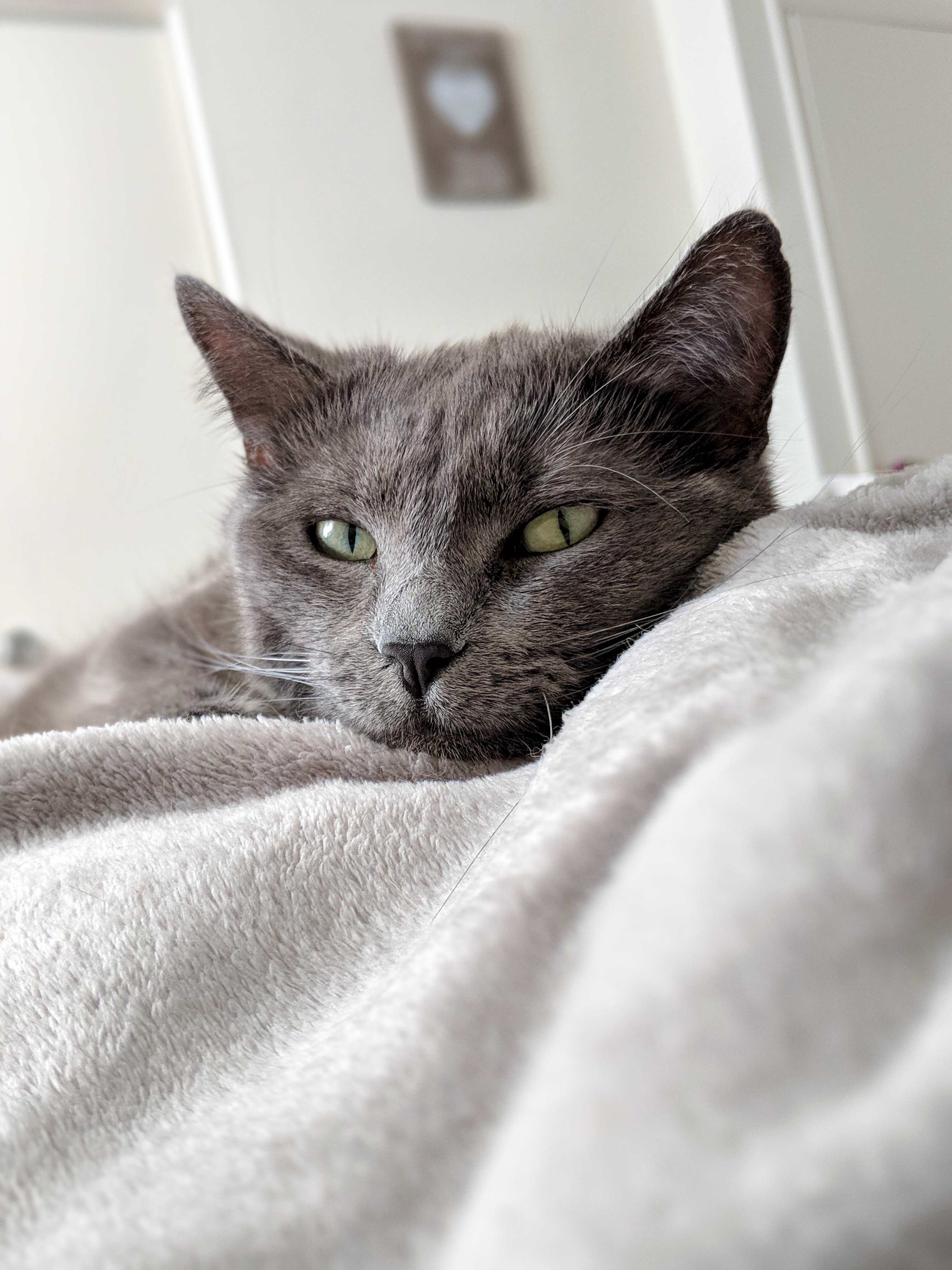The Way That My Girl Grace Looks at Me Just Melts My Cat Dad Heart.