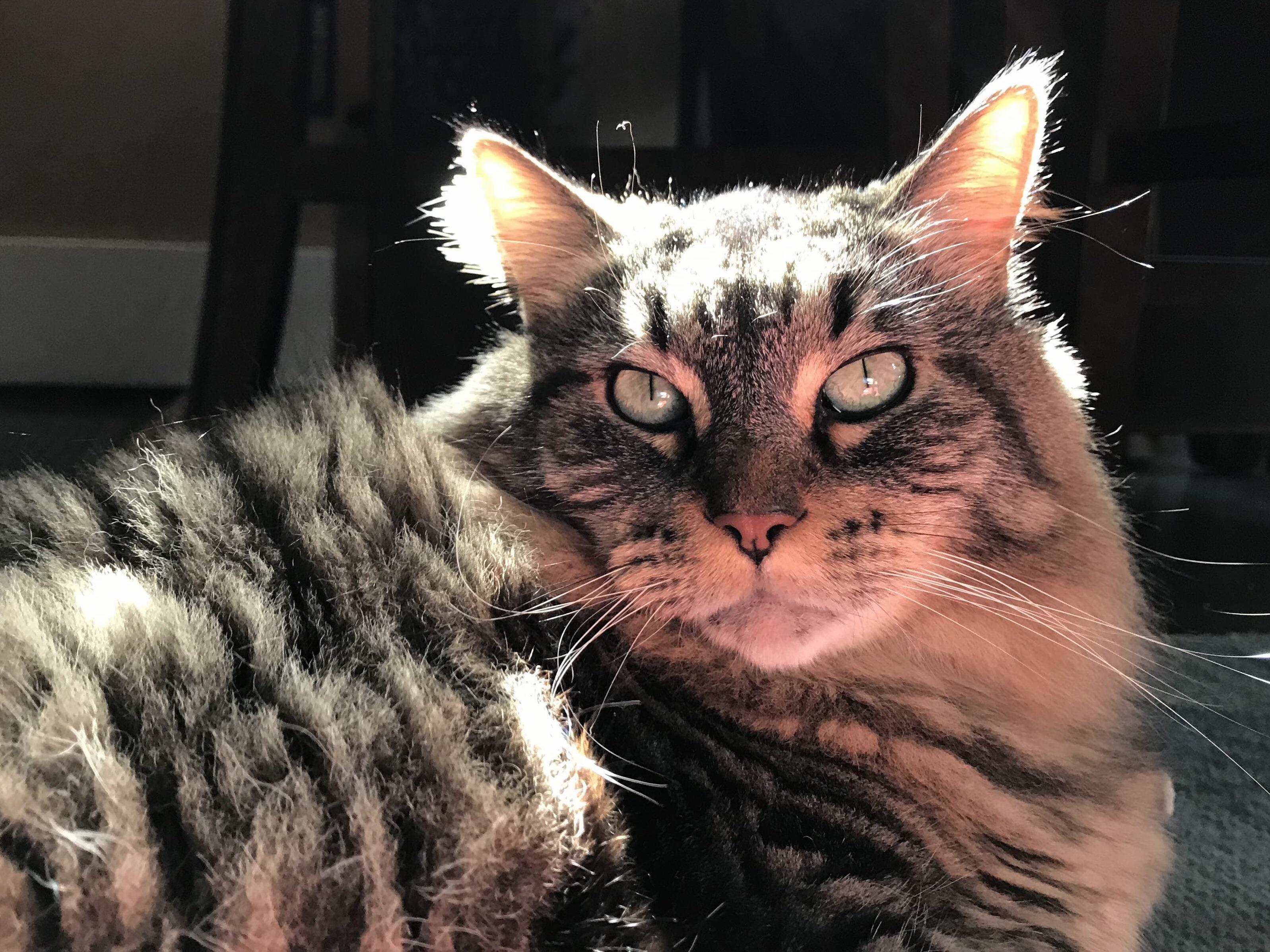 The Way the Light Illuminated My Boys Earfluff.