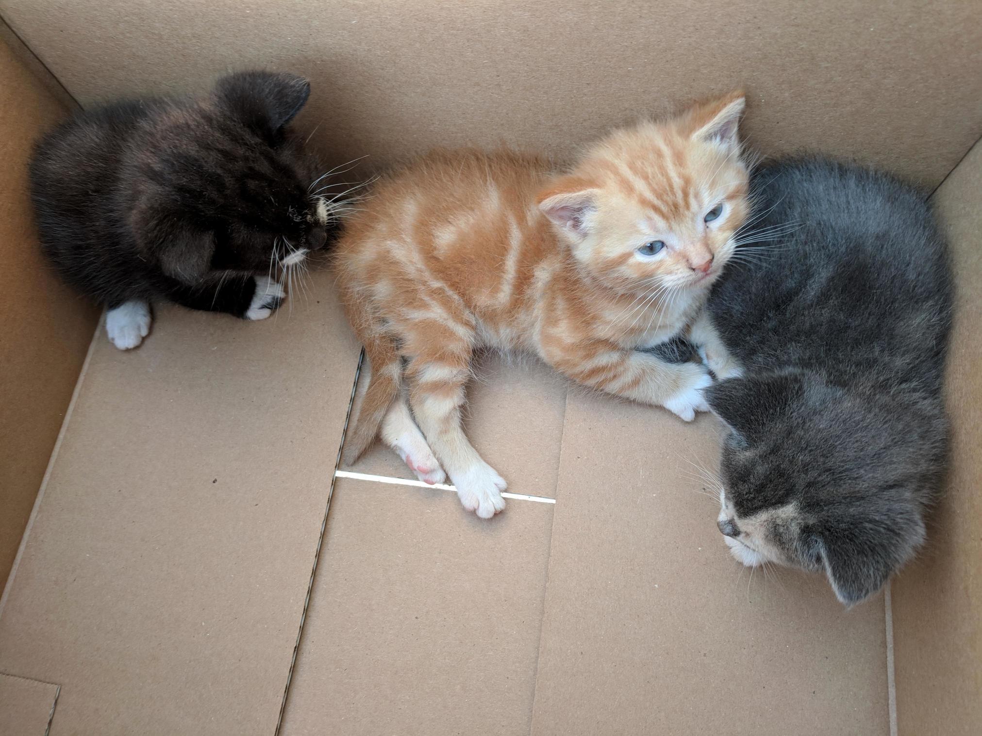 These Sweet Kittens Showed Up in My Back Yard with No Mom to Be Found, So I Became Their Mom.