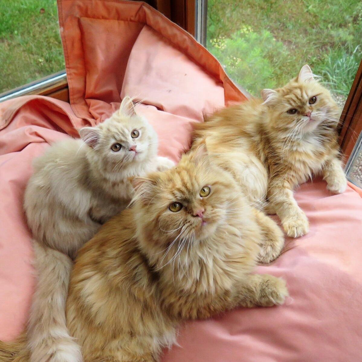 These Three Didnt Get the Memo That Cats Dont Usually Form Traditional Families (Daughter, Father, Mother)