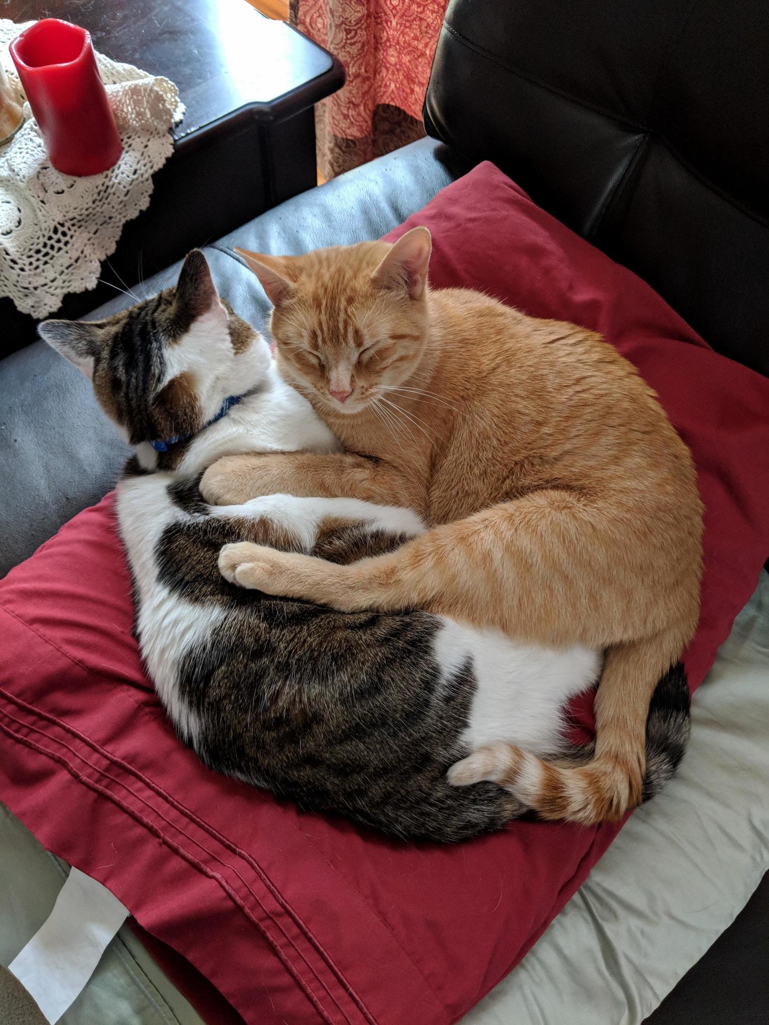 They Are Truly Yin and Yang...