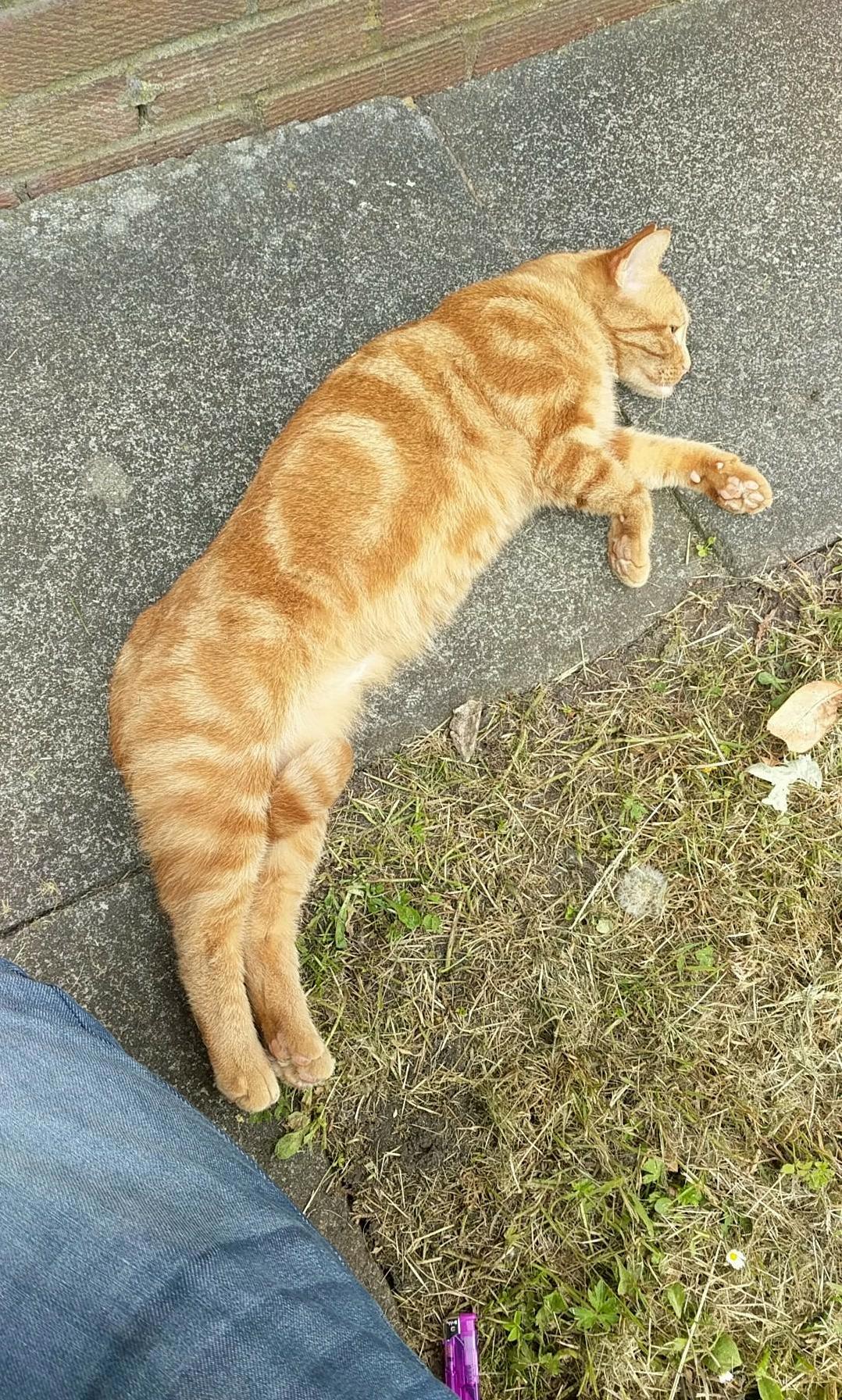 This Fella Just Joined Me, Sometimes He Sits at the Window Winding My Cats Up Inside