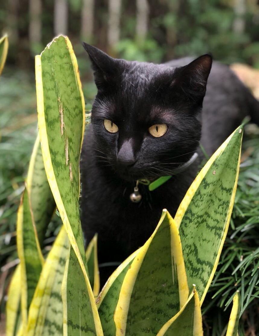This Is Bobby. Lailas Cat Friend. He Showed Up at Our House on Halloween... He Was Scared and Lonely, 2 Years Have Passed Now He Is Happier Than Ever, He Even Has a Best Fiend Dog!