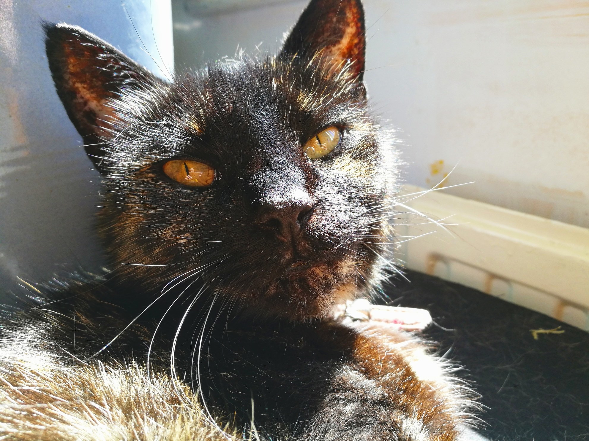 This Is Fudge. Fudge Is 15 and Loves to Play in the Back Garden but Gets Lost If We Let Her Out Into the Front Garden!.