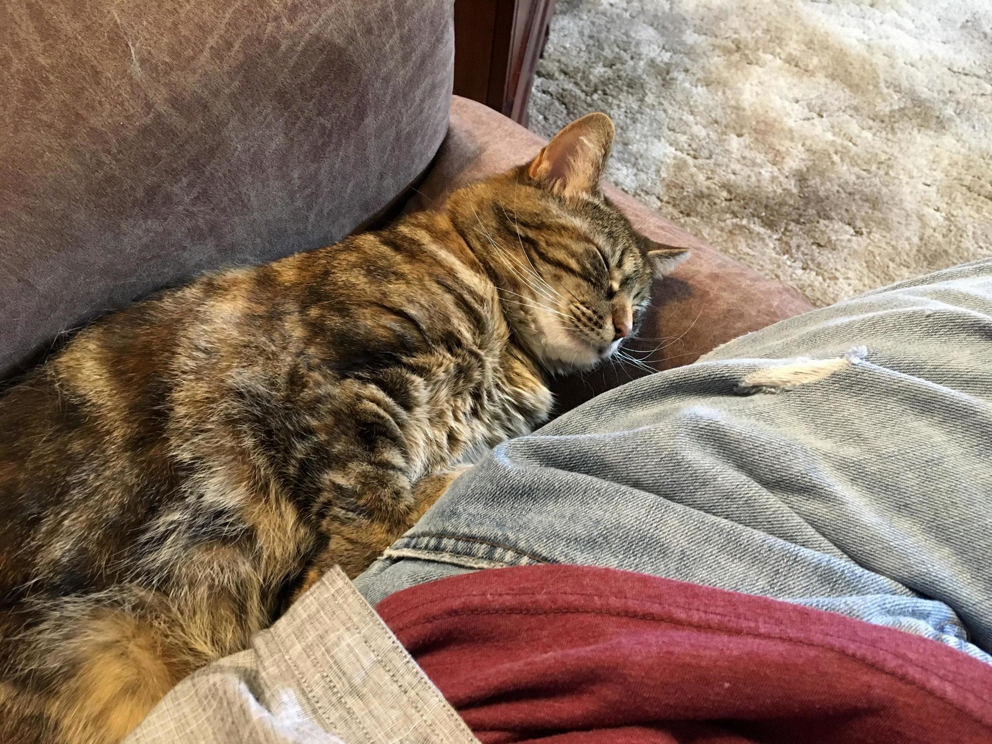 This Is How I Have Share My Recliner Whenever I Sit Down