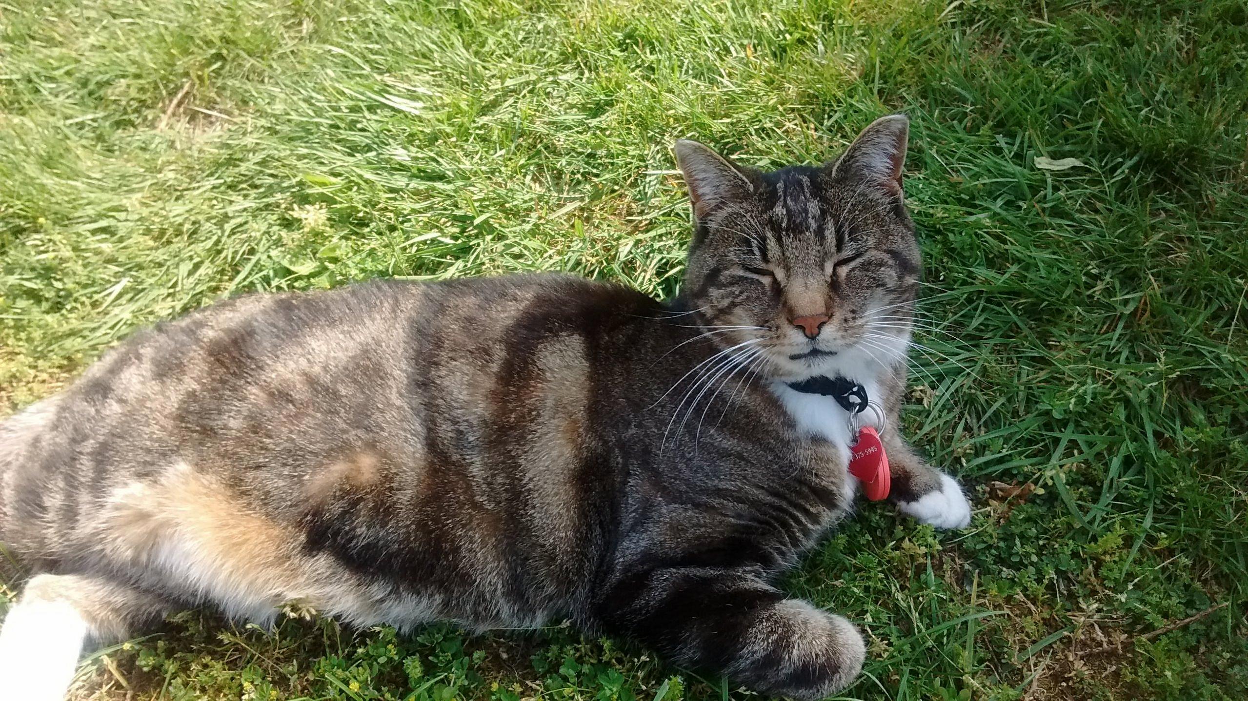 This Is Larry...a Cat in My Neighborhood That Is So Friendly, He Will Let Total Strangers Rub His Belly.