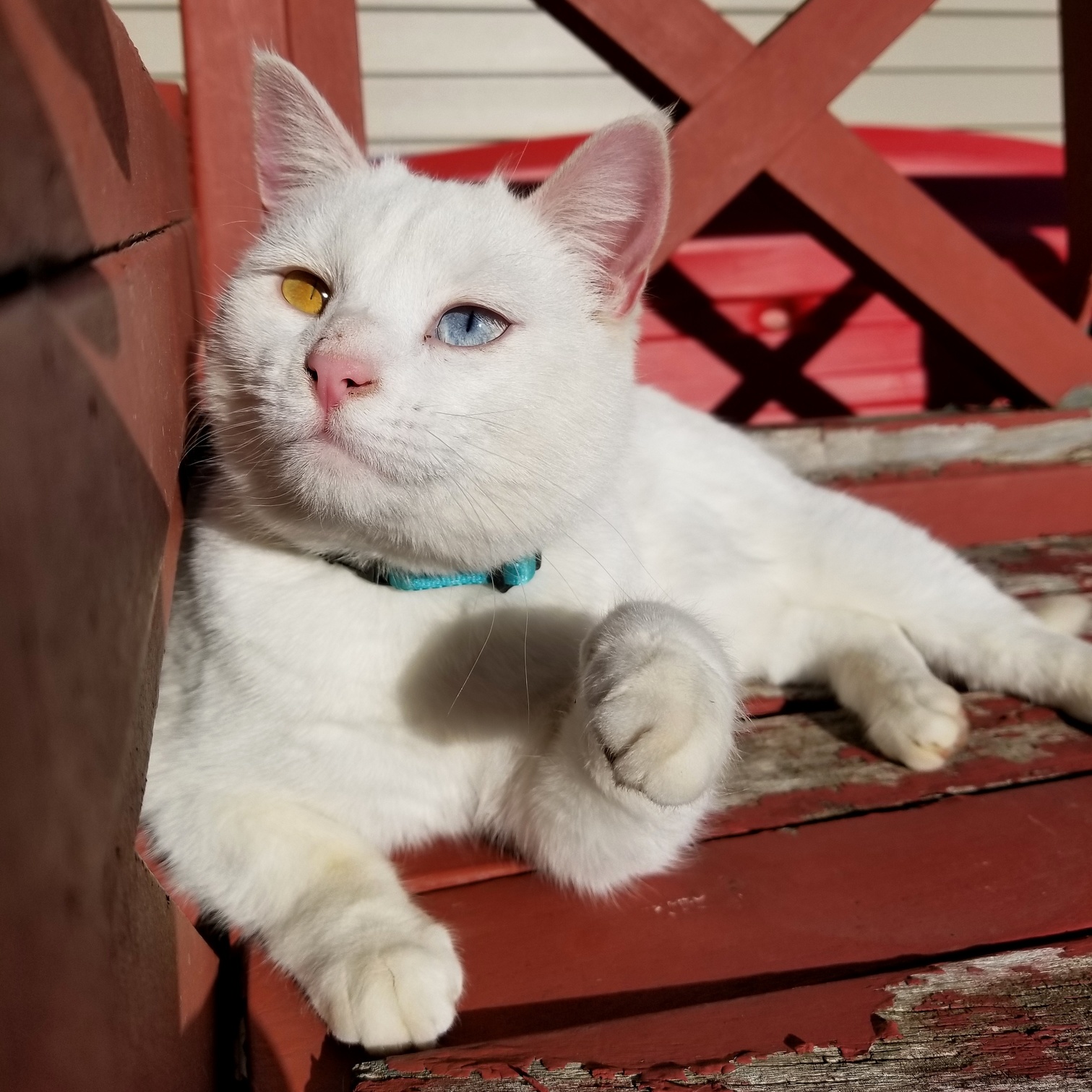 This Is Lilly. She Likes to Lay Around and Pose for Photos When Shes Not Busy Killing Moles, Mice, Birds, and Rabbits to Lay on Our Doorstep.