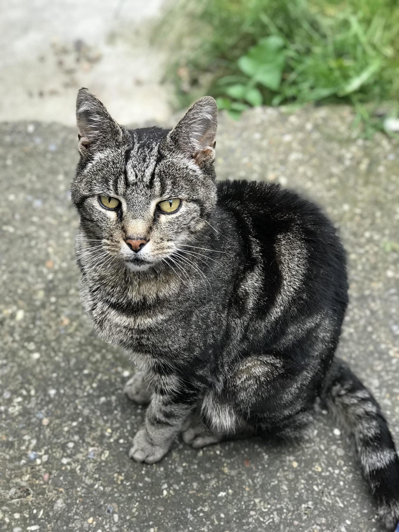 This Is Monkey, Hes 11. Happy Birthday Monkey!