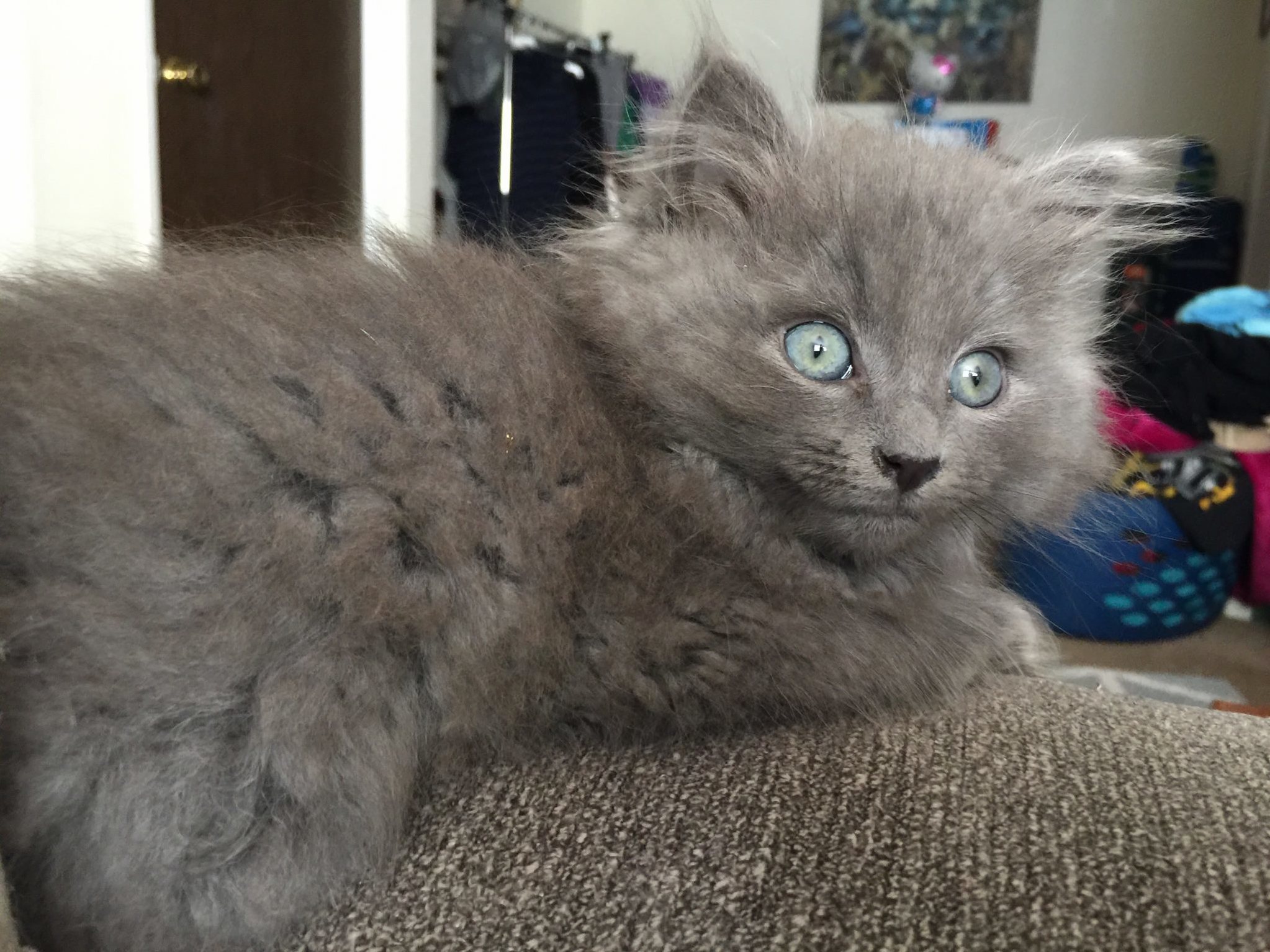 This Is Our Newest Addition... Floofy! Hes 8 Weeks and Has the Cutest Small Ears and Tail!