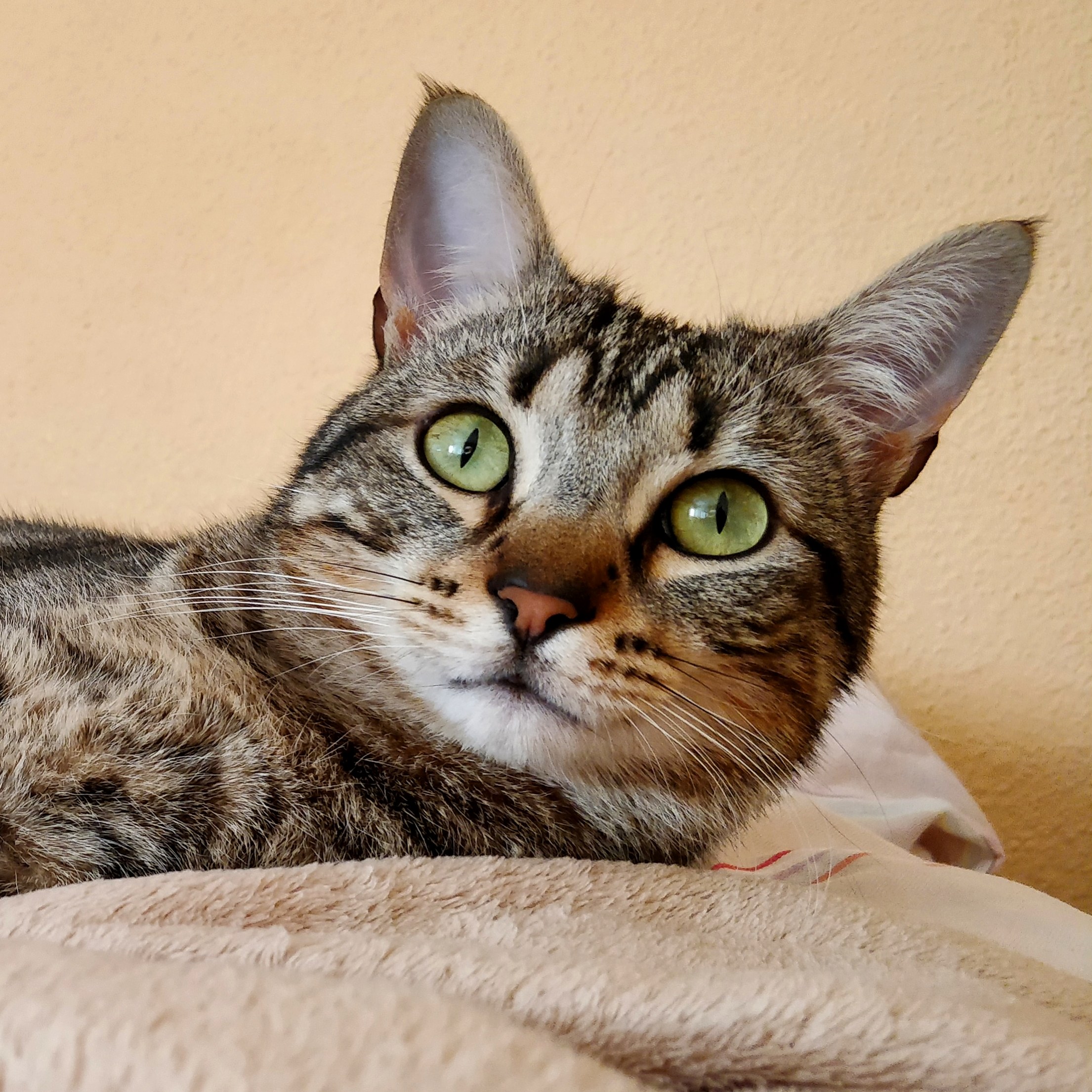 This Is Pizpi. I Rescued Him from the Street When He Was 10 Months Old. I Was Suffering a Depression and the Only Thing That Took Me Out of Bed Was Feeding Him. I Think He Was the One Who Rescued Me.