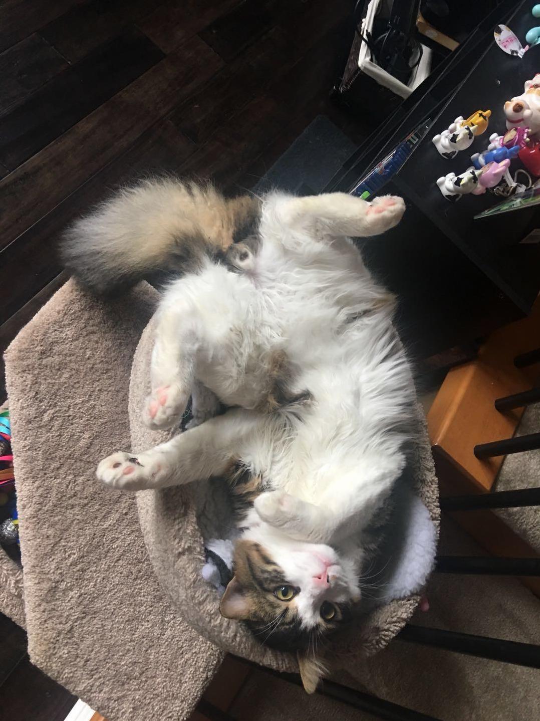 This Is the Only Way He Sleeps.