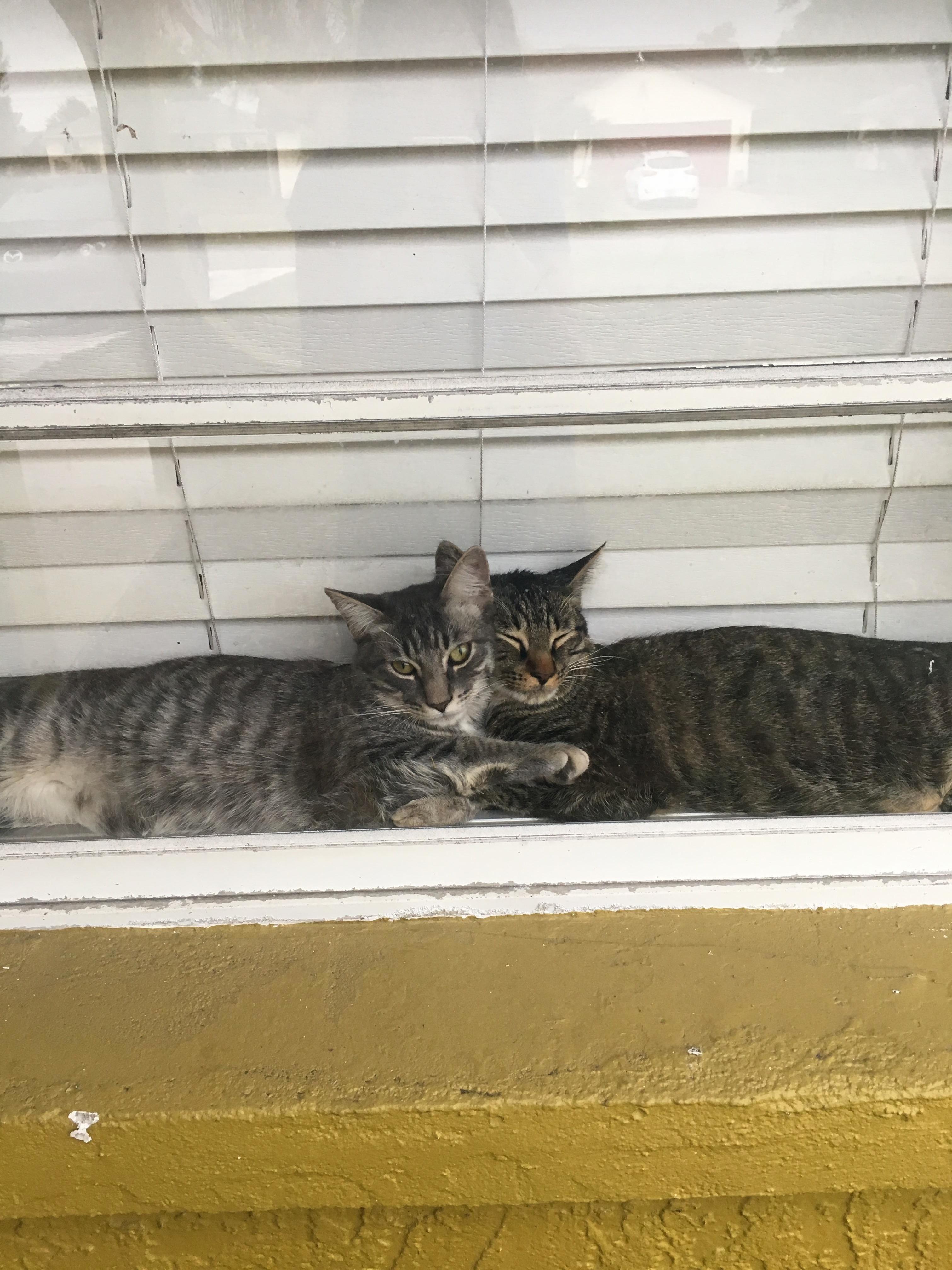 This Is What I Come Home to in My Front Window Everyday!