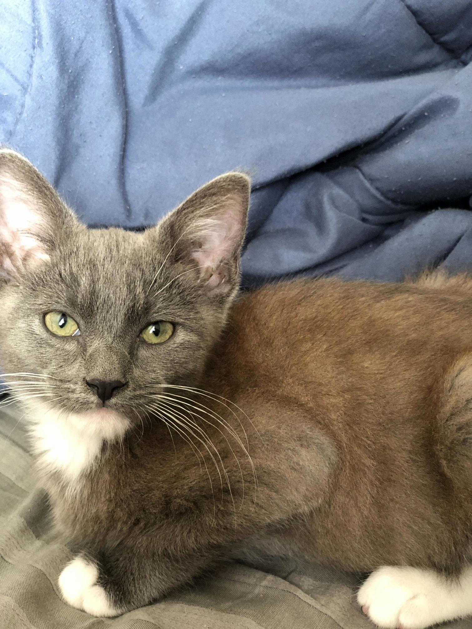 This Is Why His Name Is Rust. He Looks Like a Rusty Piece of Metal.