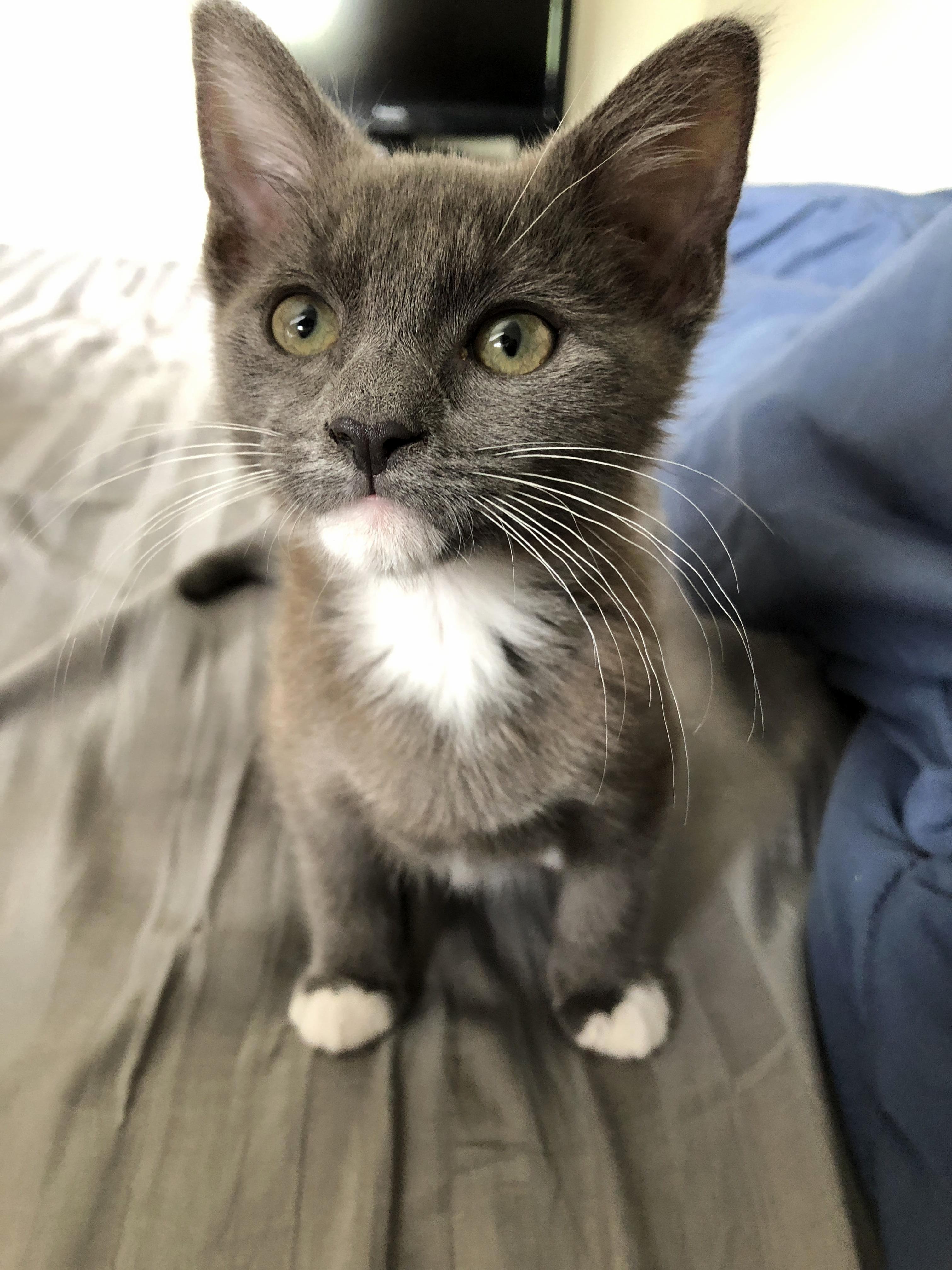 This Little Ball of Energys Name Is Rusty. Hes Gonna Be 3 Months in a Few Days.