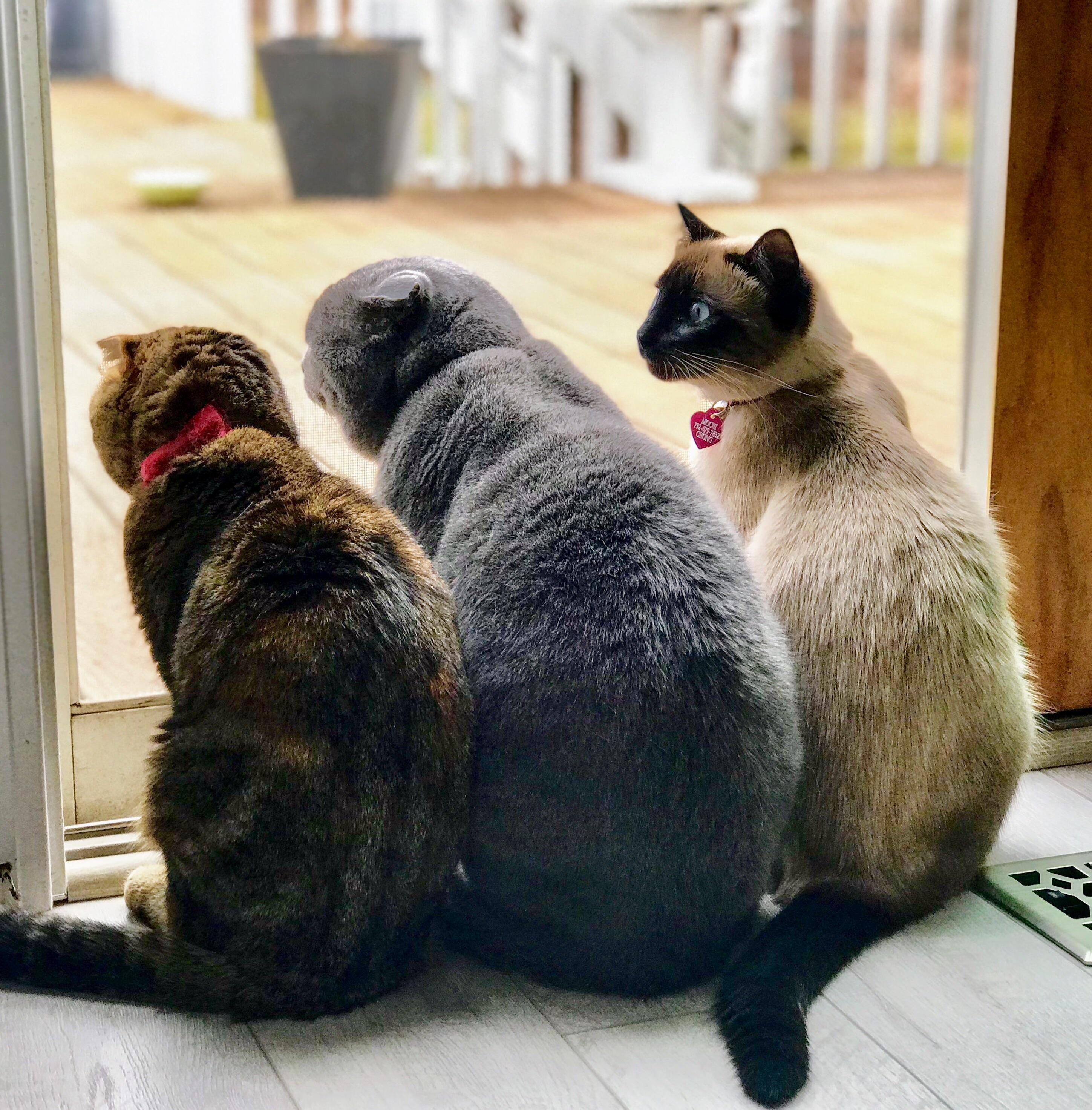 Three Amigos