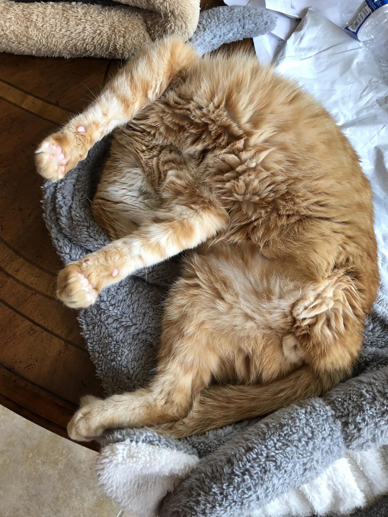 Three Legged Sleeping Kitter