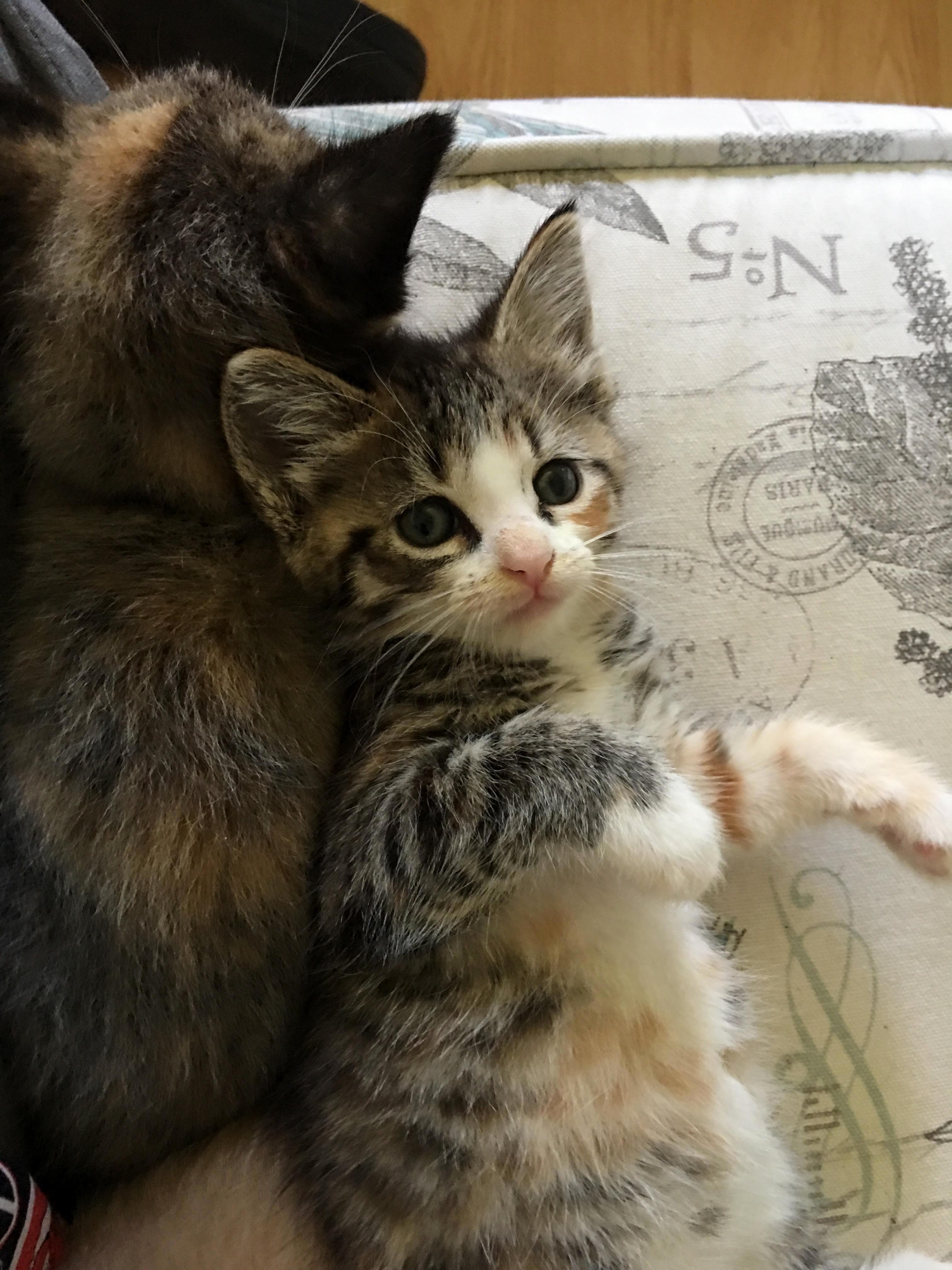 Today I Said Goodbye to This Floof ;-; Nothing Bad Happened, She Just Found Her Forever Home.