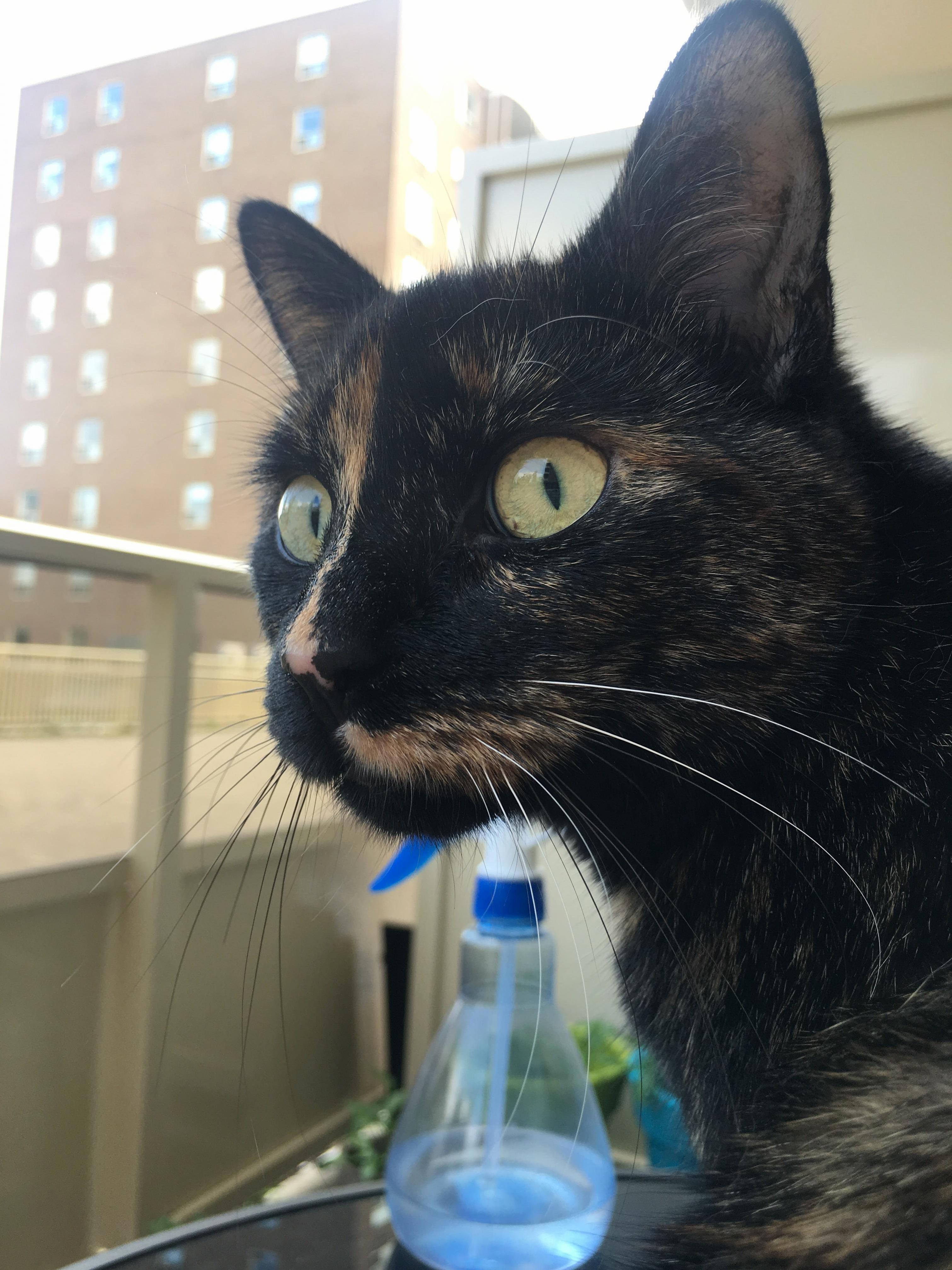 Took This While She Was Busy Watching the Birds.