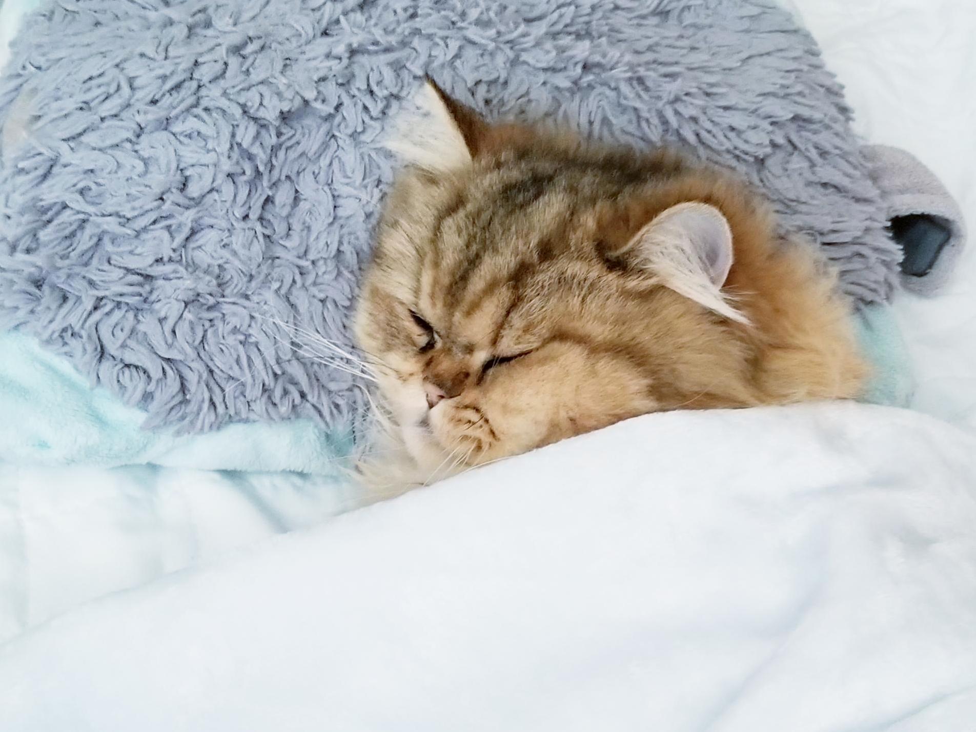 Tucked in