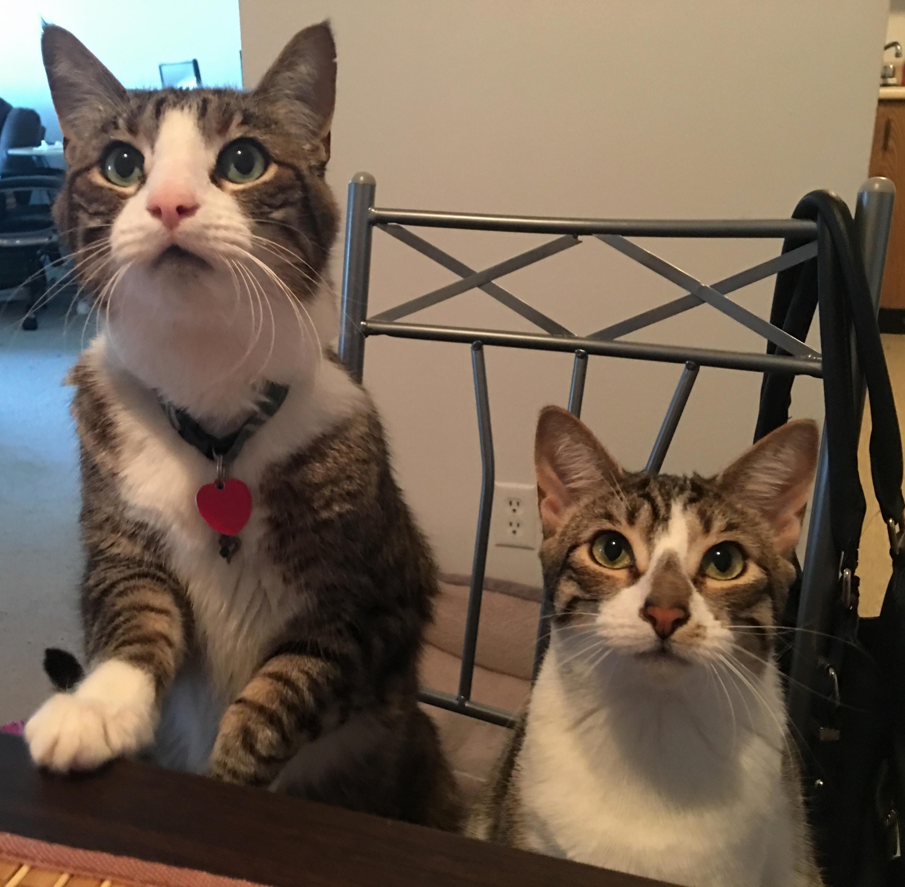 Waiting Patiently to Steal My Dinner.