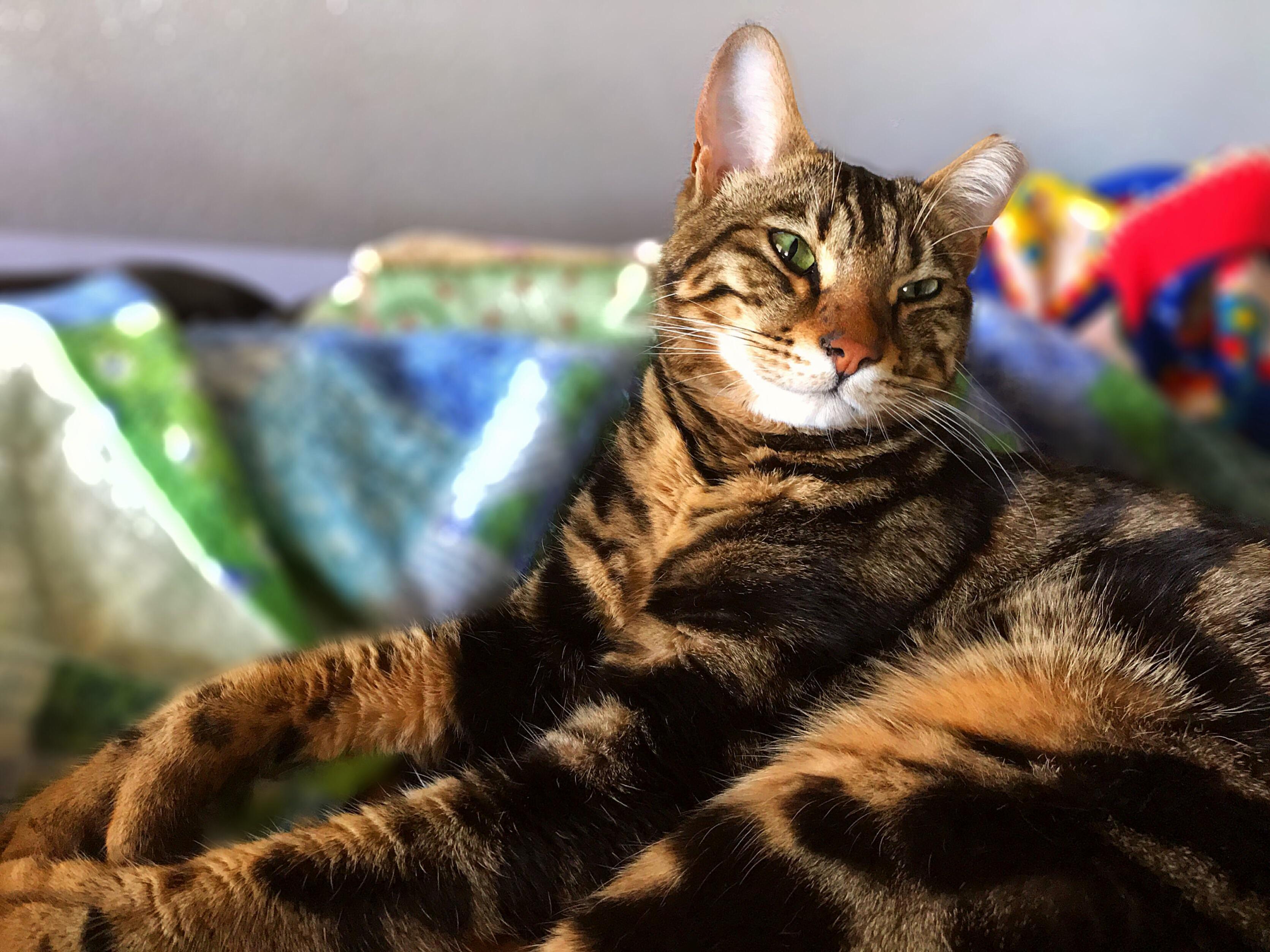 We Adopted Zero Two Years Ago. They Claimed He Was Feral, but the Moment He Was Brought Home He Warmed Up to Us. Every Morning He Now Meows at Us Constantly to Pet Him.