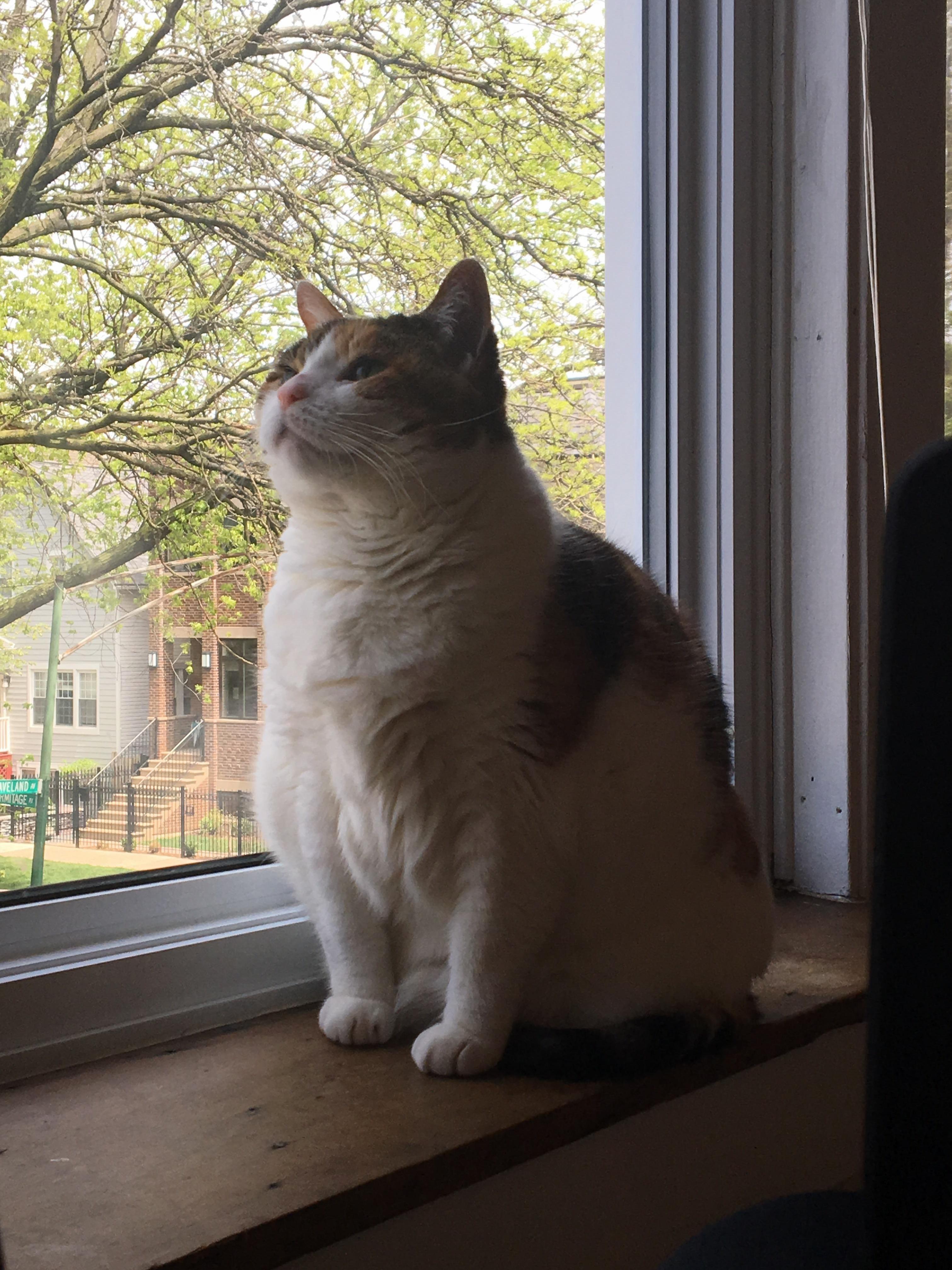 We Just Moved for the 6th Time in Baileys 14yo Life. She Likes the View of the New Place, Lots of Birds and Squirrels.