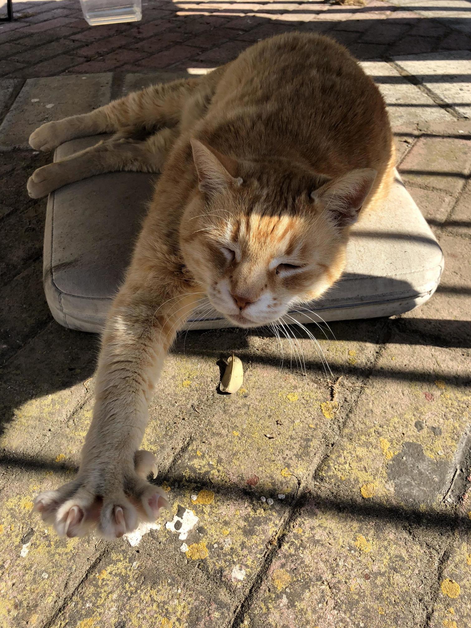 Well-cared for Neighborhood Cat in Malta. They Build Mini Houses for Them and People Visit Them in the Park.