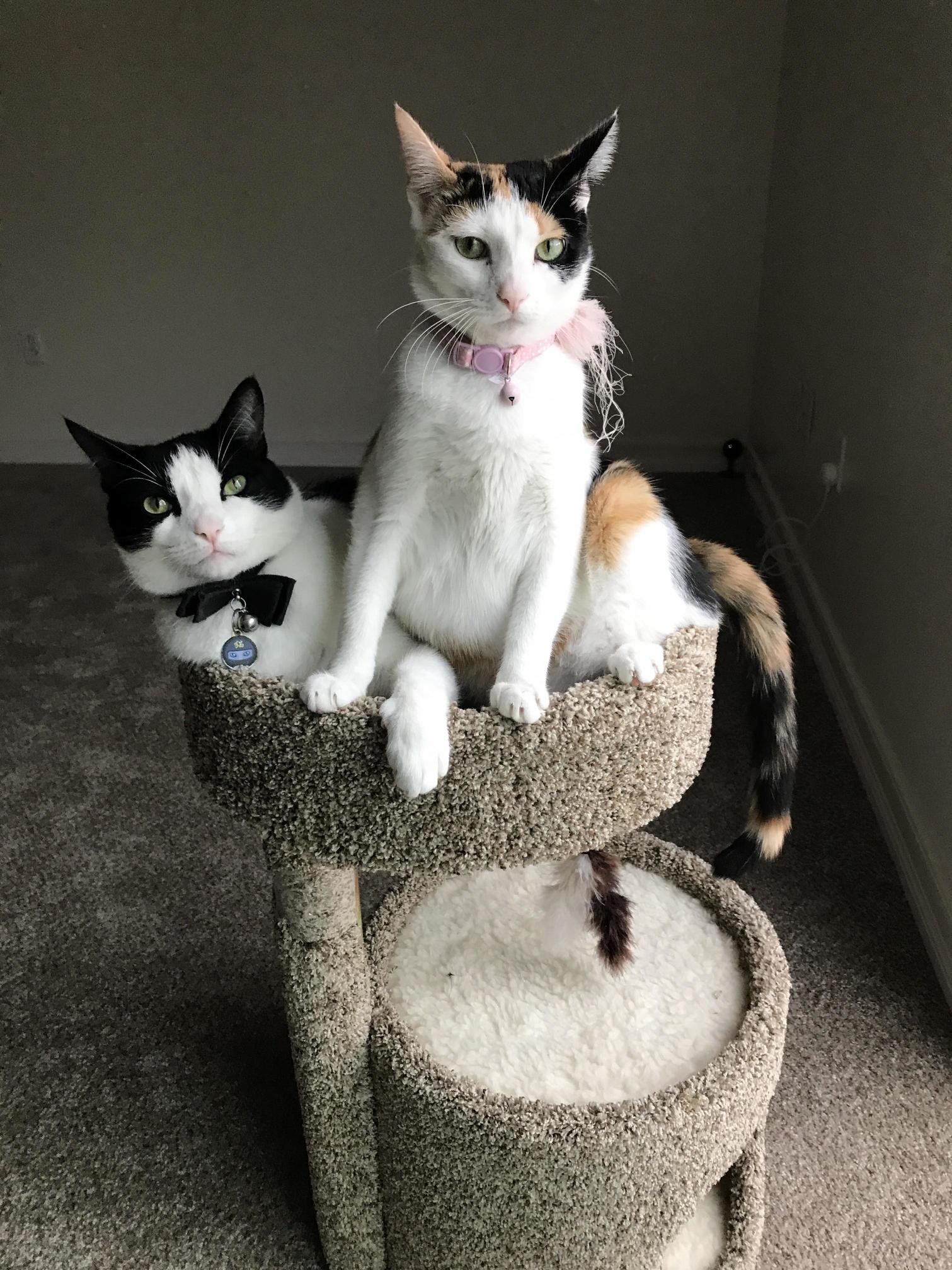 When You Cant Agree on Who Gets the Top Bunk.