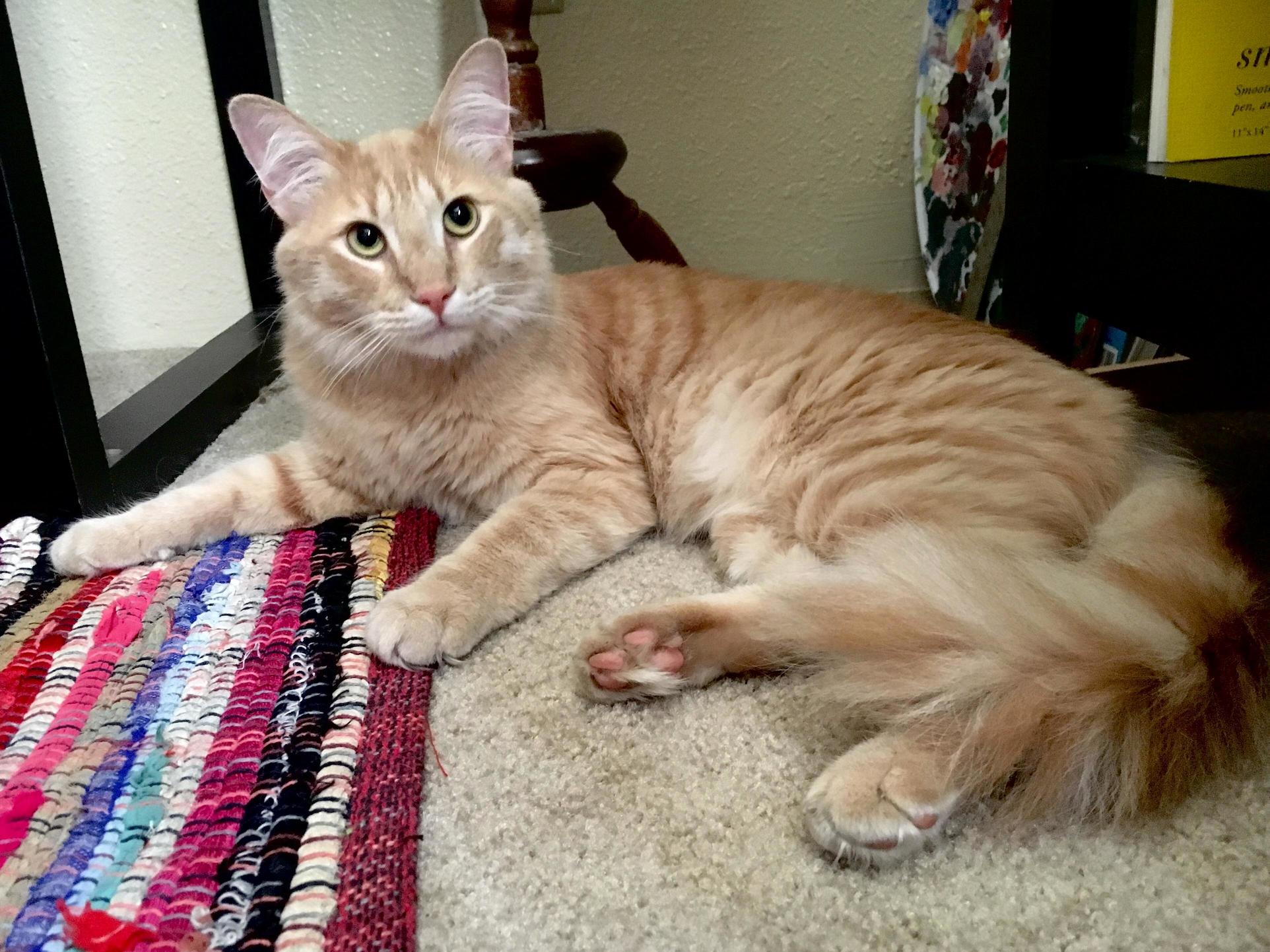 While Adopting a Cat, We Were Set on the Name Obi-wan Until We Met This Sweet Liam-neeson-lookin Boy. Meet Qui-gon Jinn!