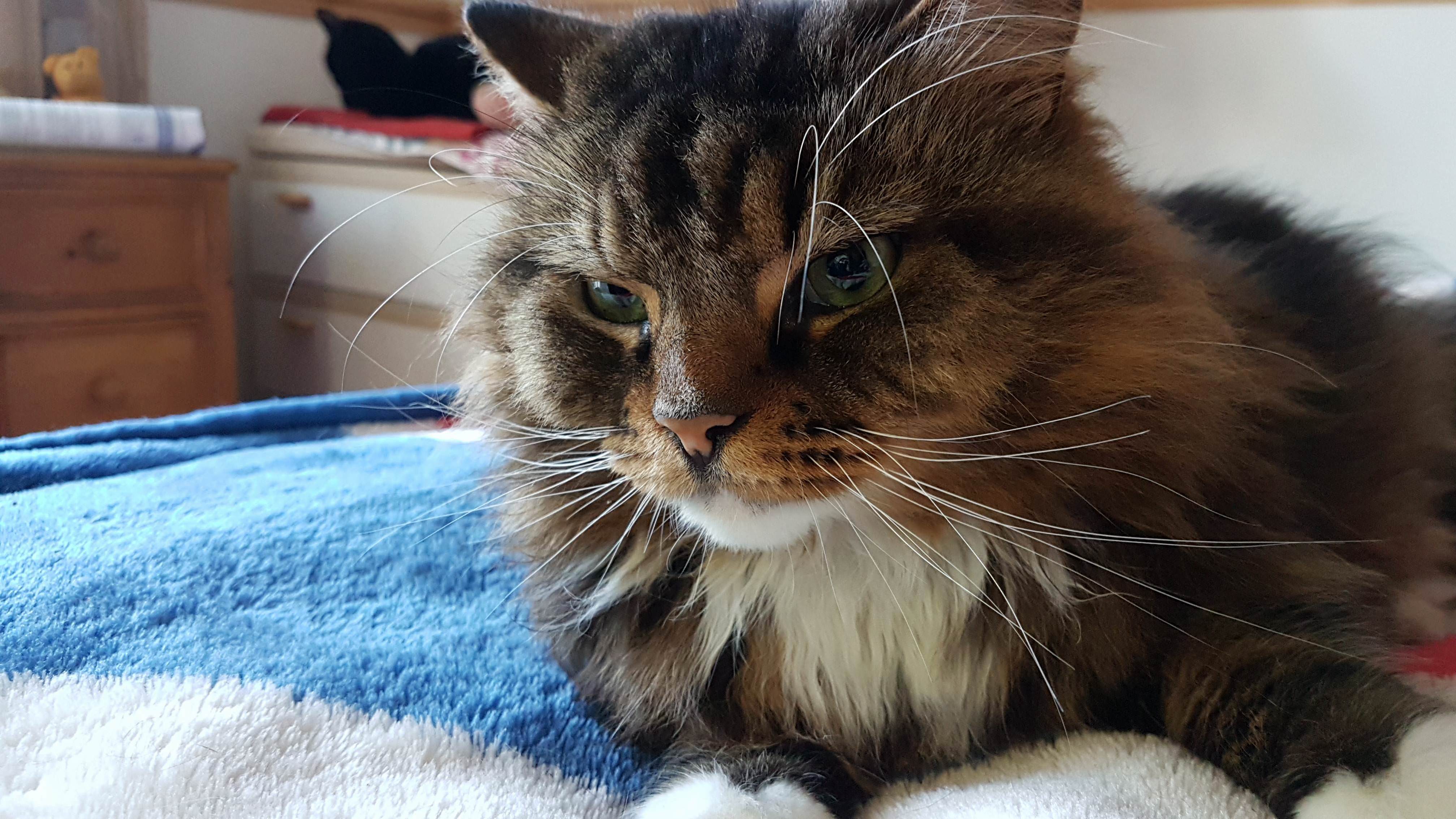 William the Beast