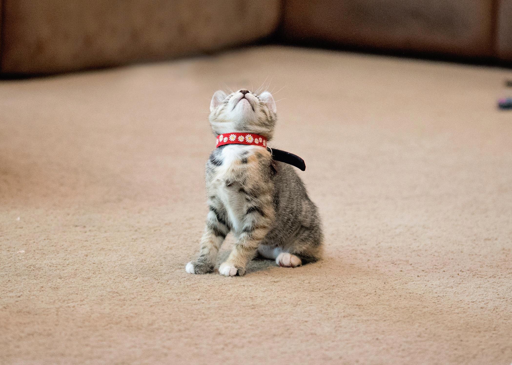 Willow, the Day We Brought Her Home
