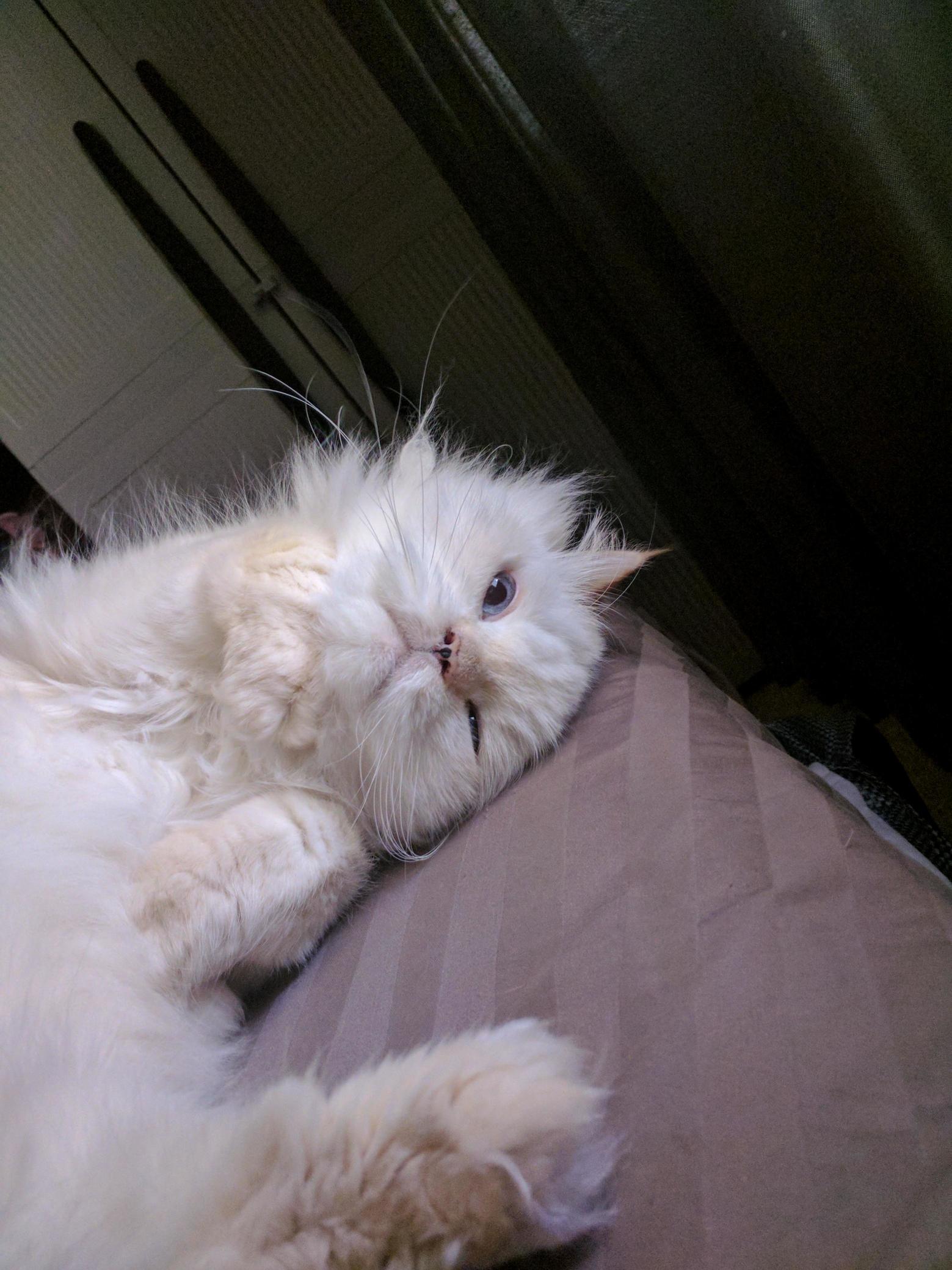 Yeti-pearl and I Are Having a Lazy Day Today