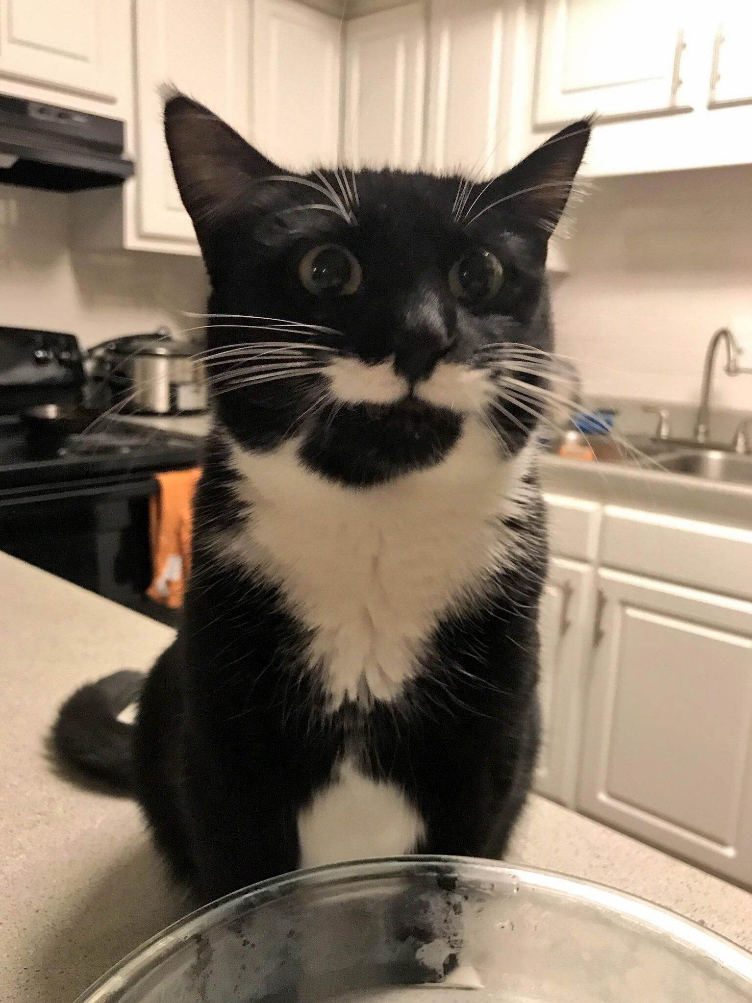 Zola Is Not Impressed with My Cooking, but Far Too Polite to Criticize.