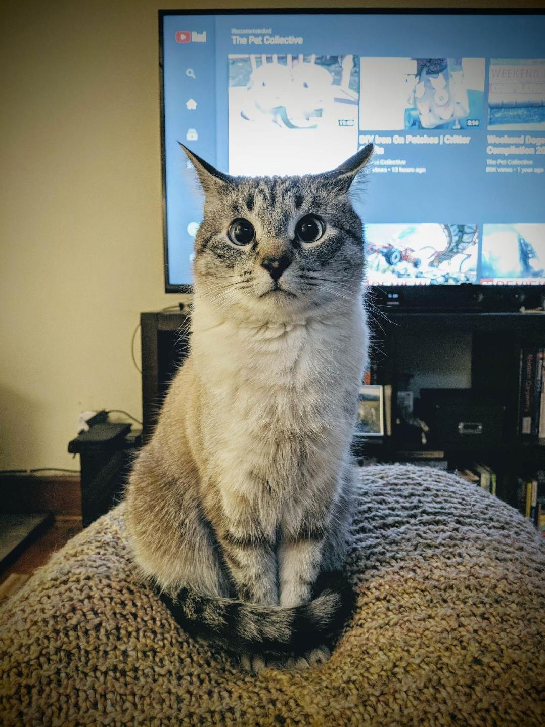 Cosmo Space Cat