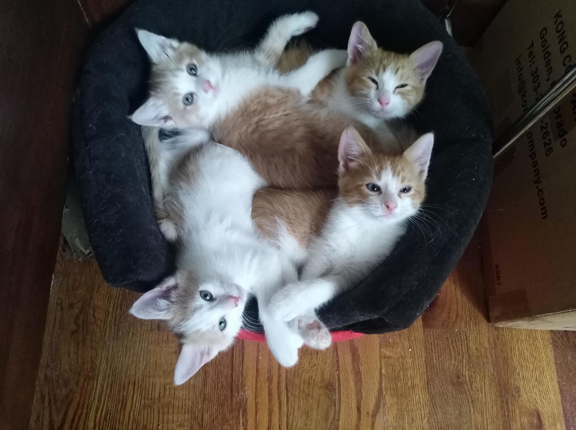 4 for the Price of 1