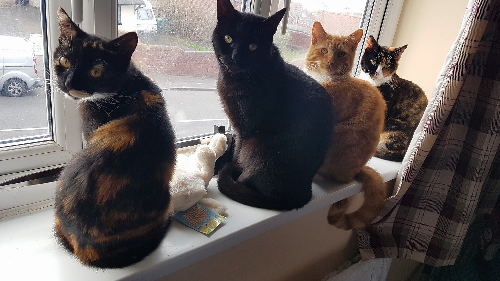 4 Pretty Kitties... All in a Row 3
