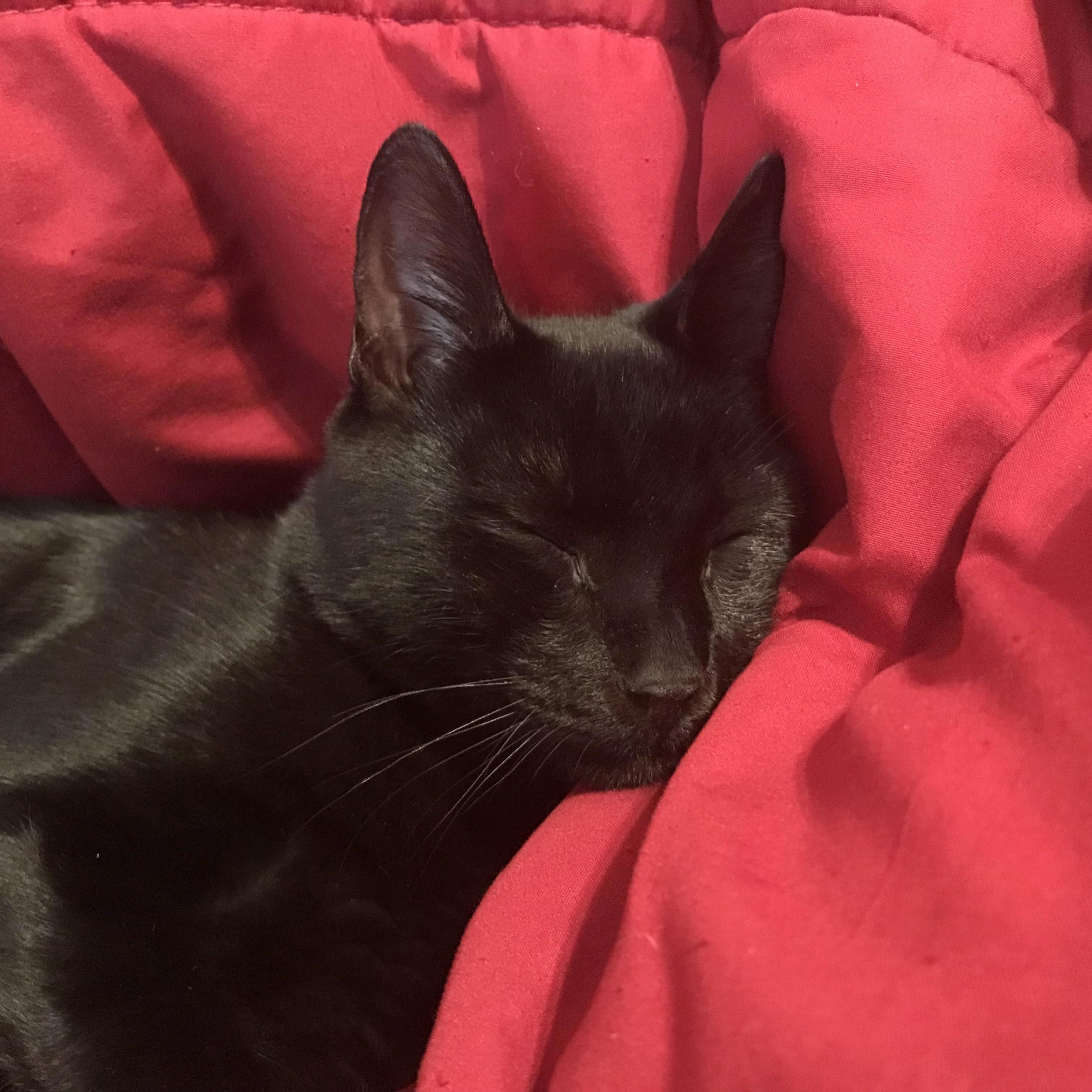 A Cute Sleeping Boy