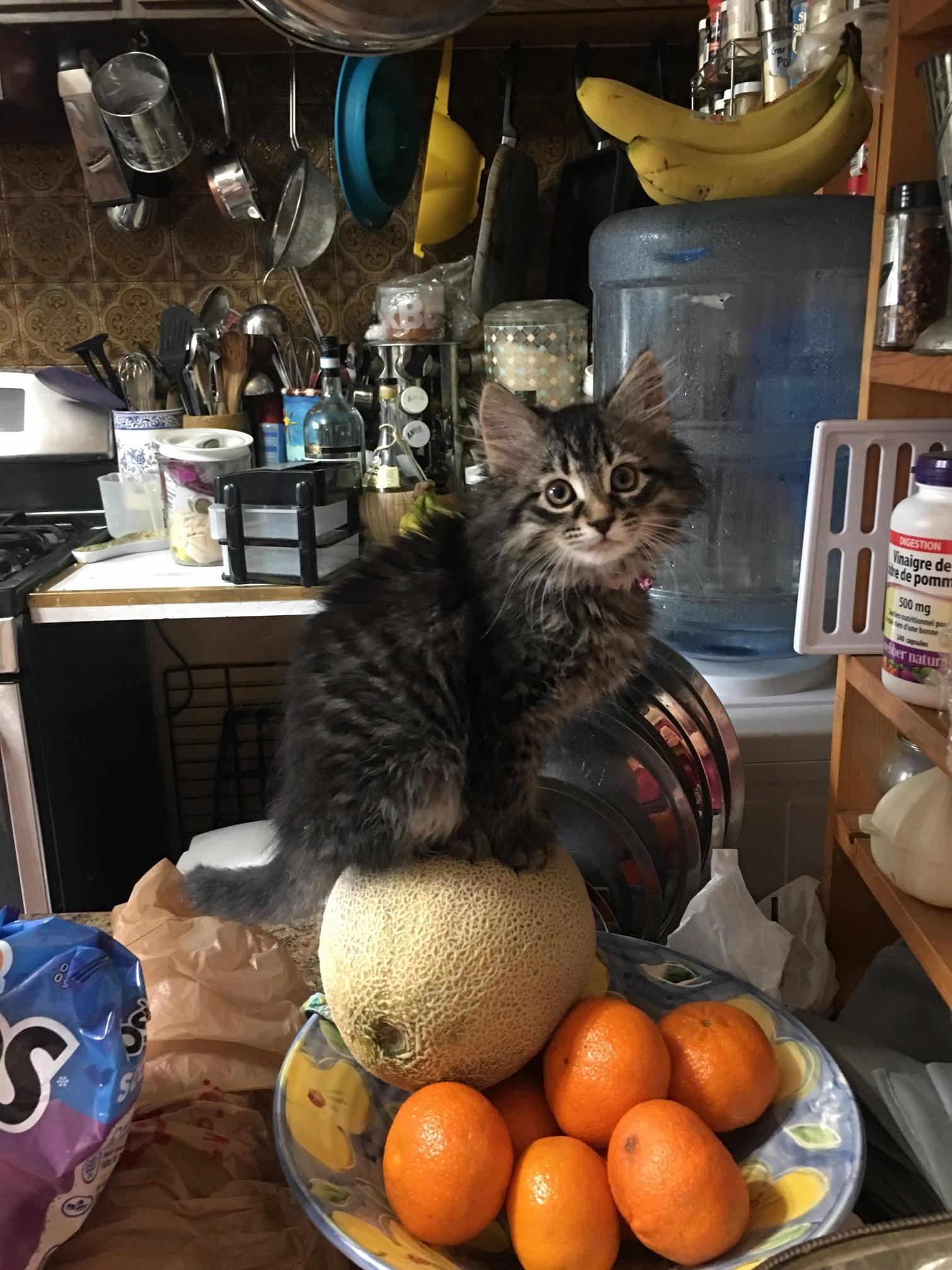 A Few Days After Adopting Our Kitten, We Couldnt Find the Her Anywhere. I Guess Its Because We Arent Use to Looking in the Fruit Bowls. Welcome to the Family, Charlie!