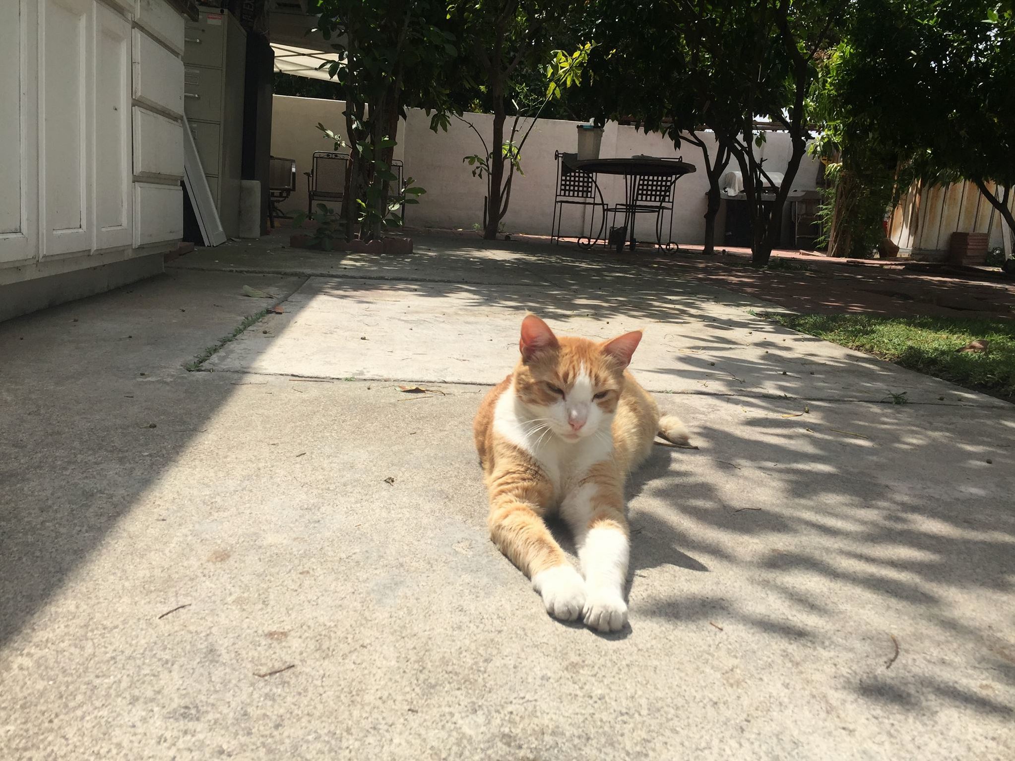 A Majestic Domestic