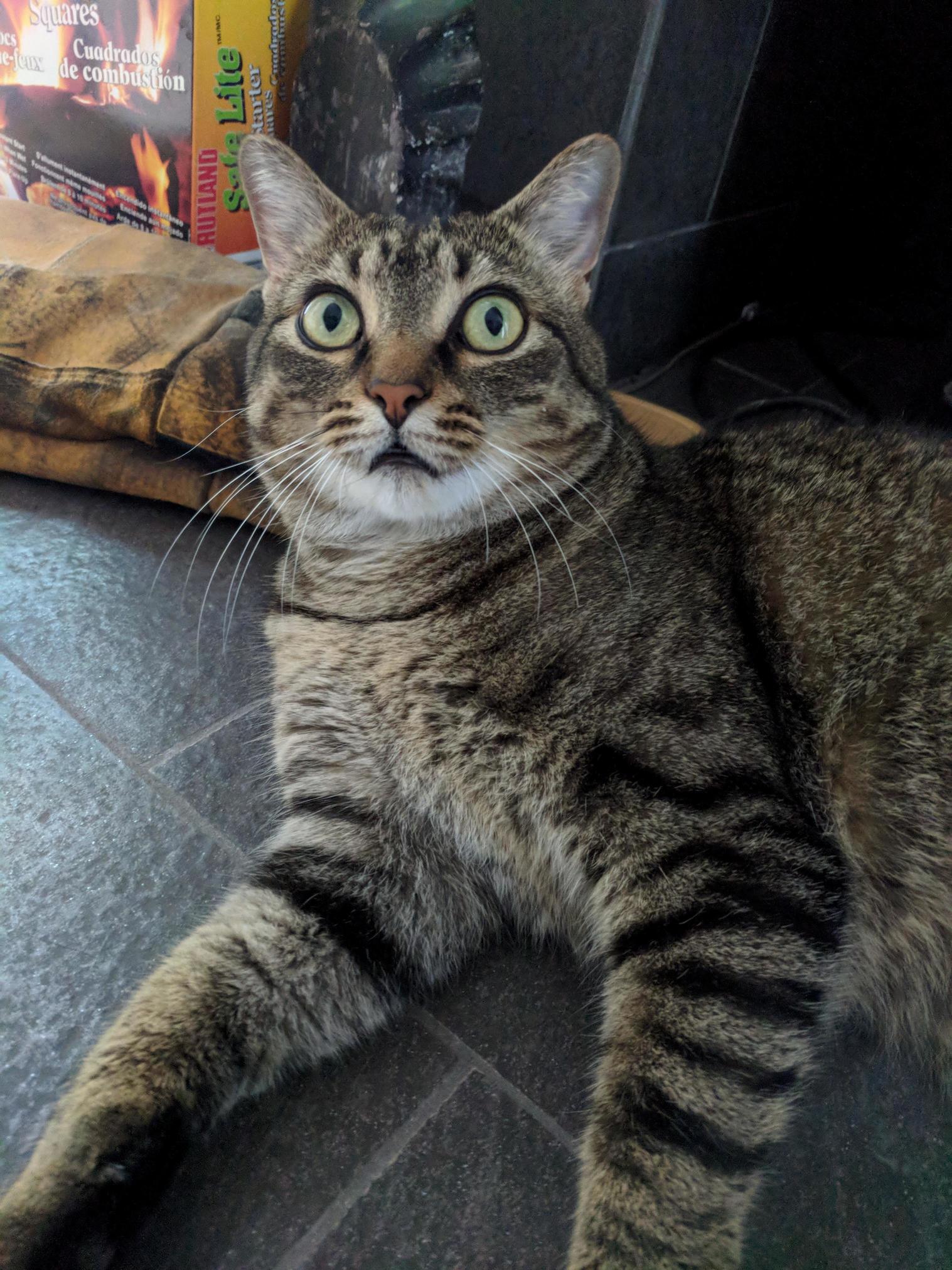 A Startled Izzy in Her Natural Habitat