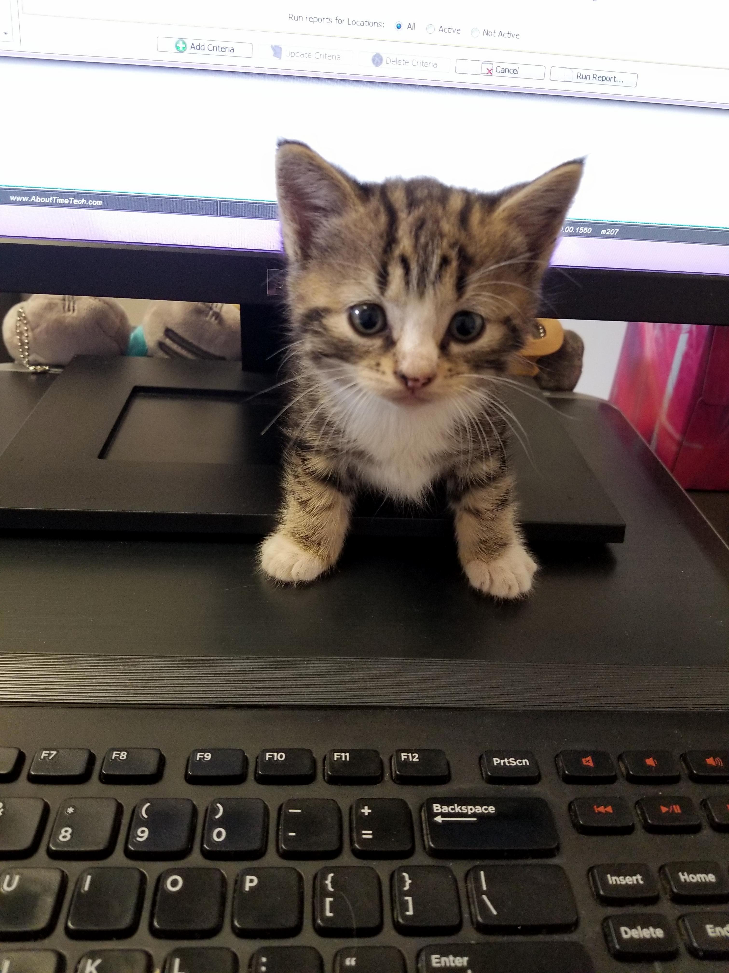 A Visitor at Work Today )