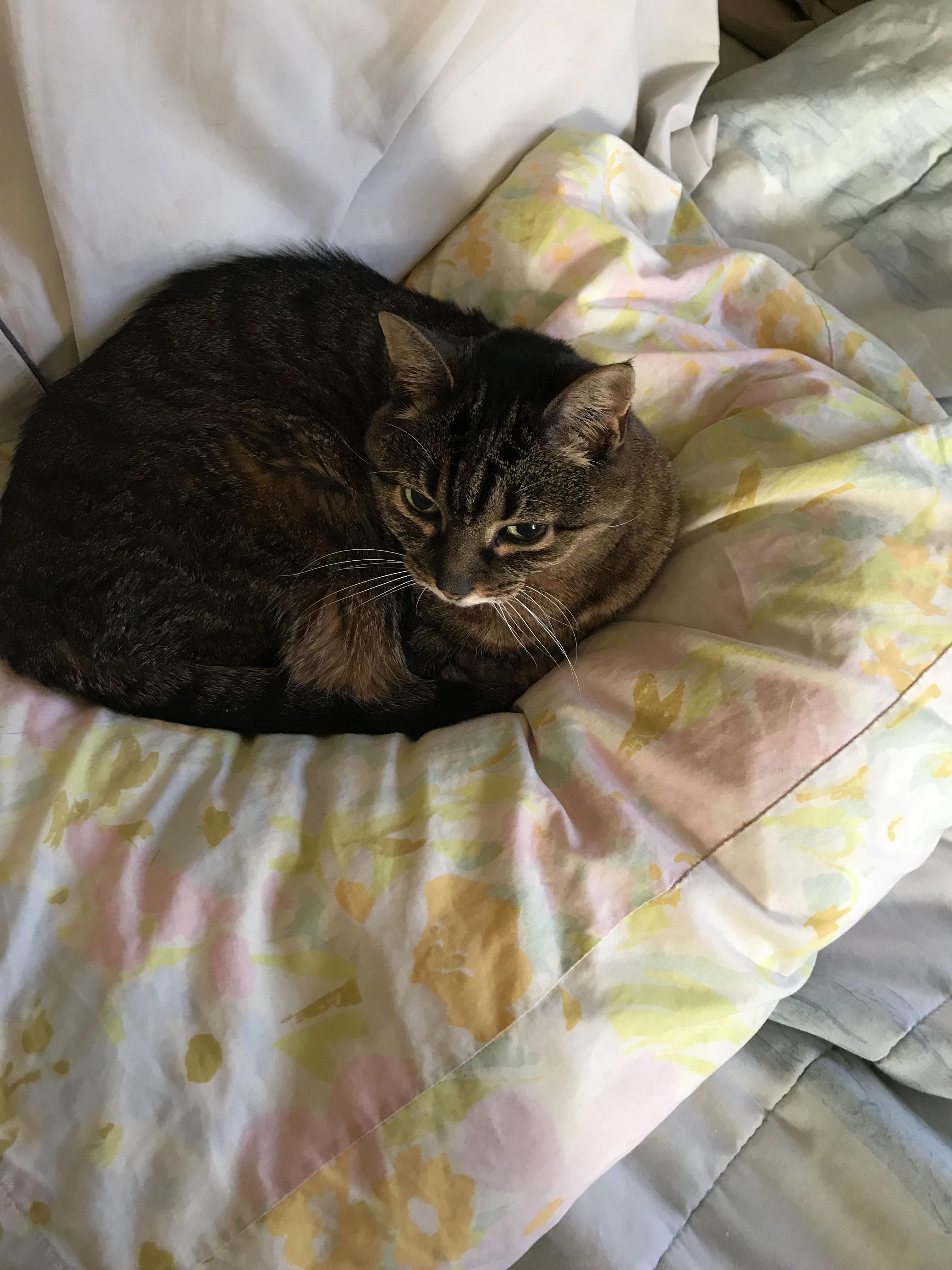 A Week at Harry Potter World and I Return Home to Find Sweetie Missed Me Too!