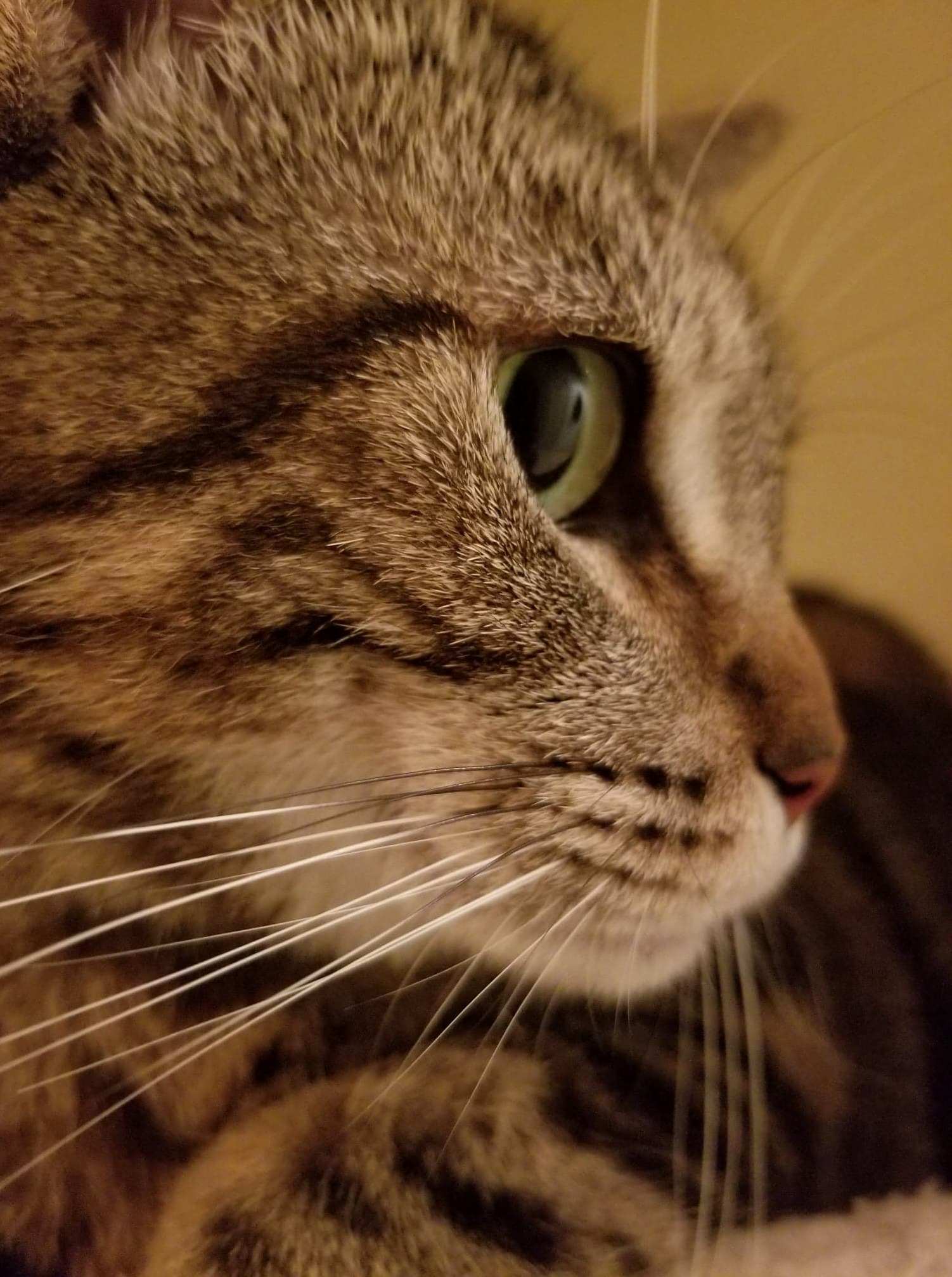 Absolutely the Prettiest Girl in Town.