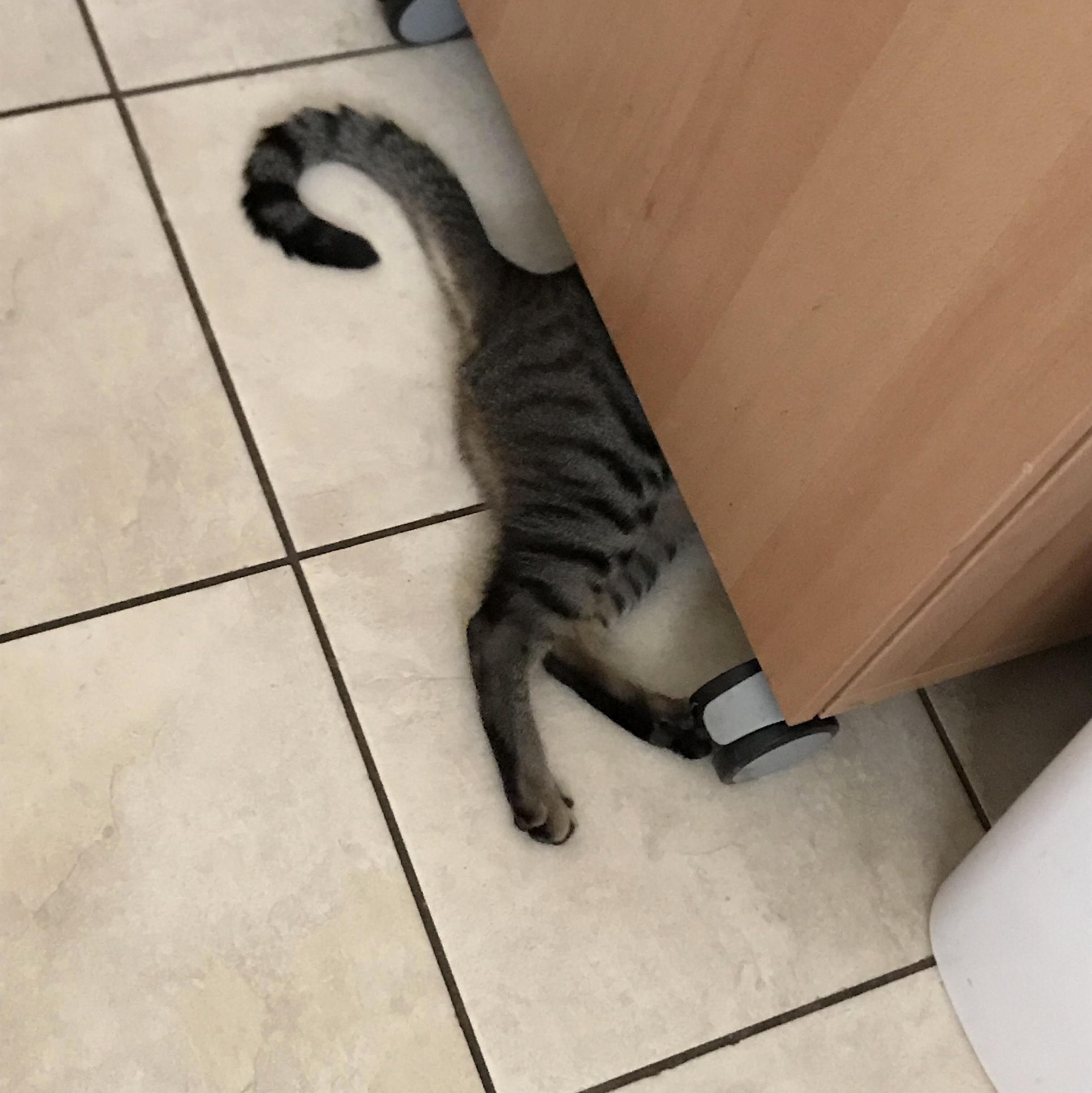 Accessing His Toy Stash.