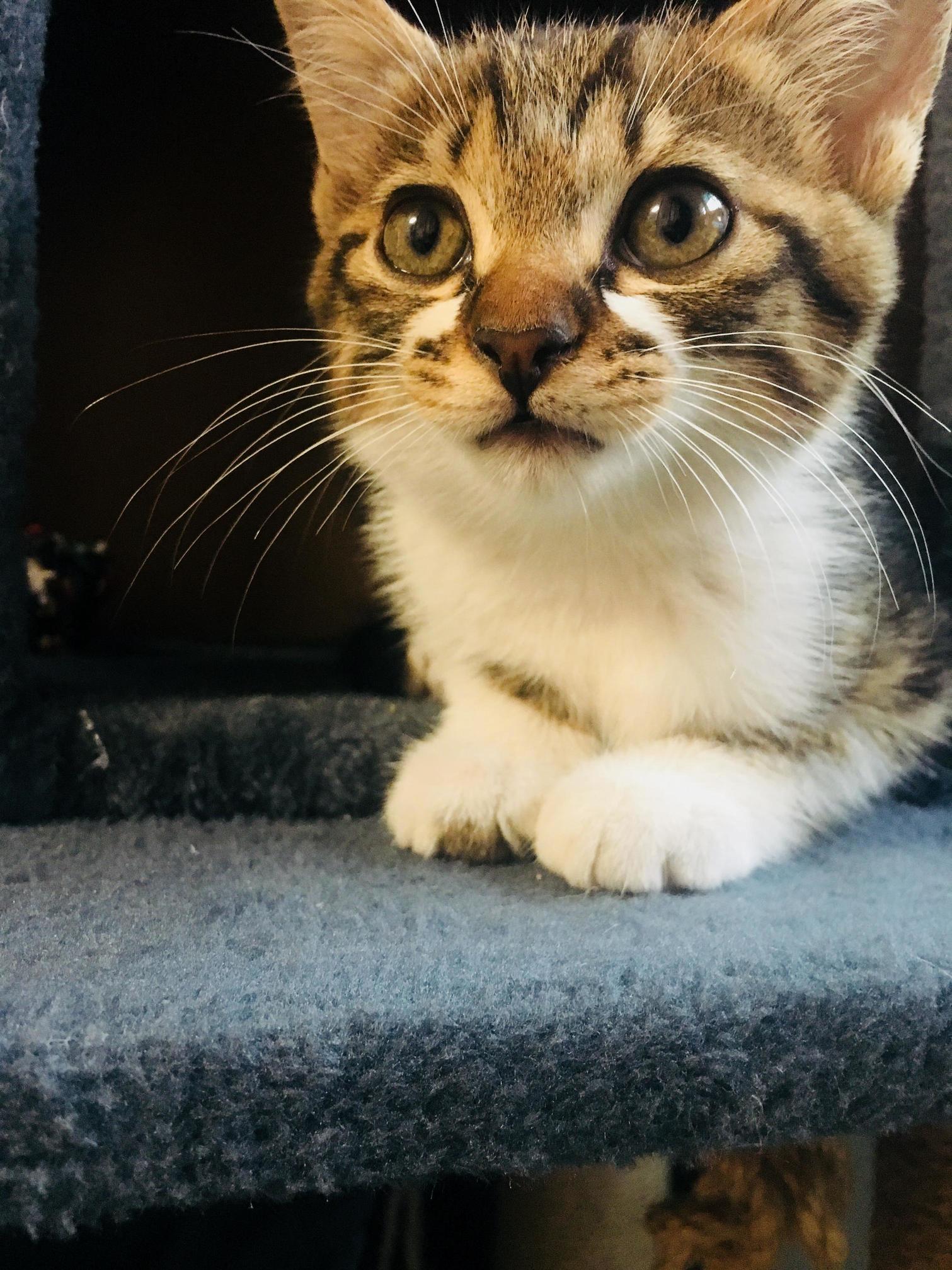 Adopted This Little Girl Last Week