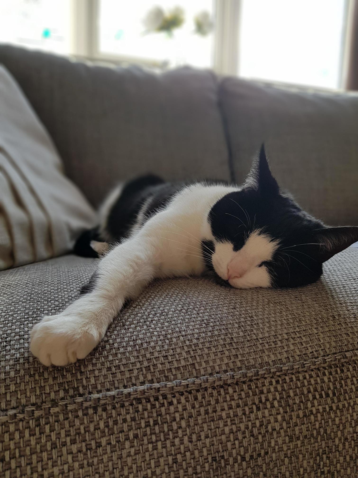 Adopted This Little Lady 2 Years Ago and I Still Cant Get Enough of Her