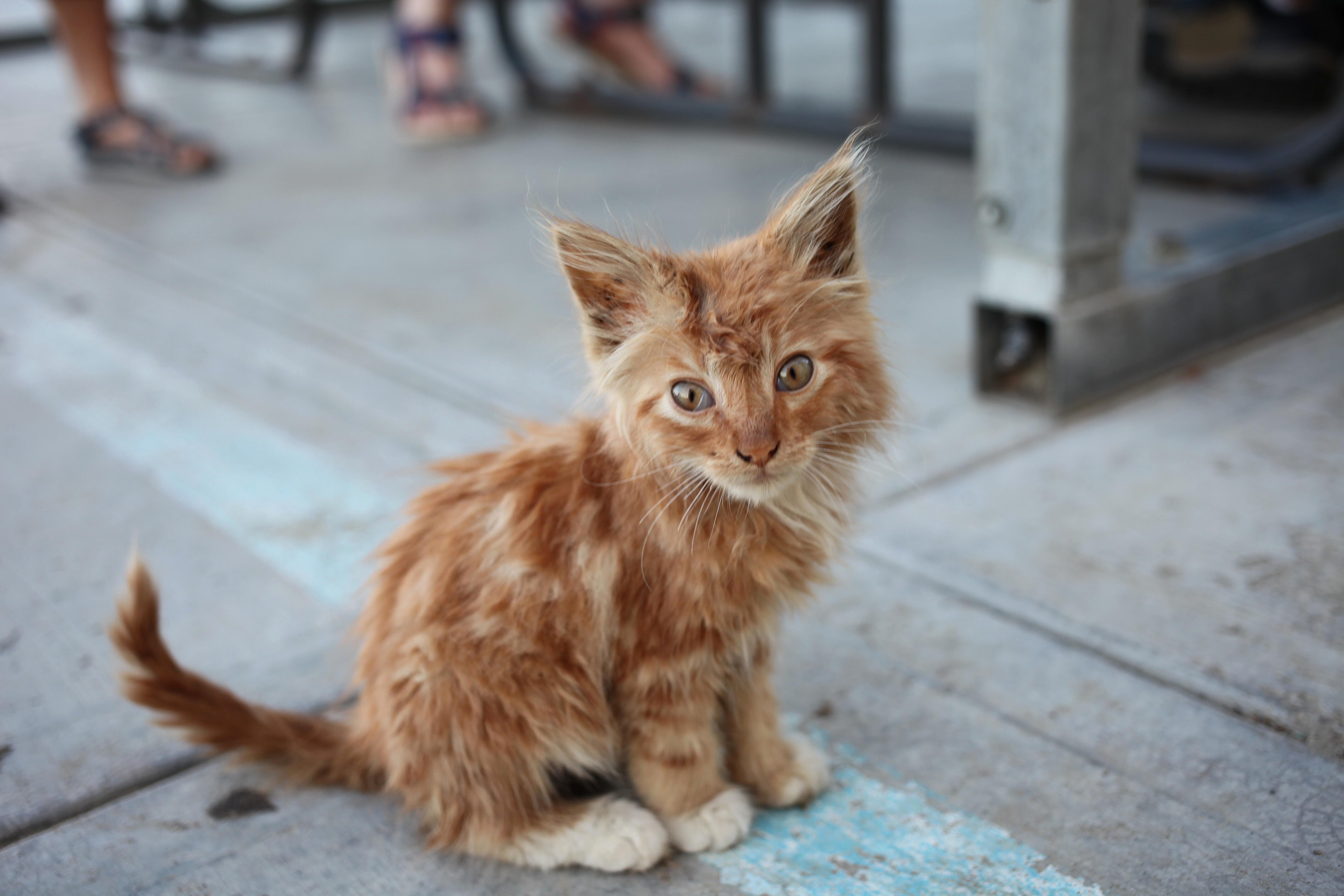 Adorable Stray Outside of a Restaurant